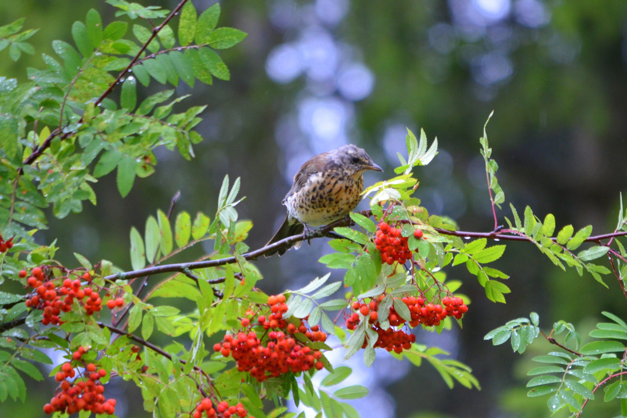 Valokuvaaja: Kaarlo Asikainen
