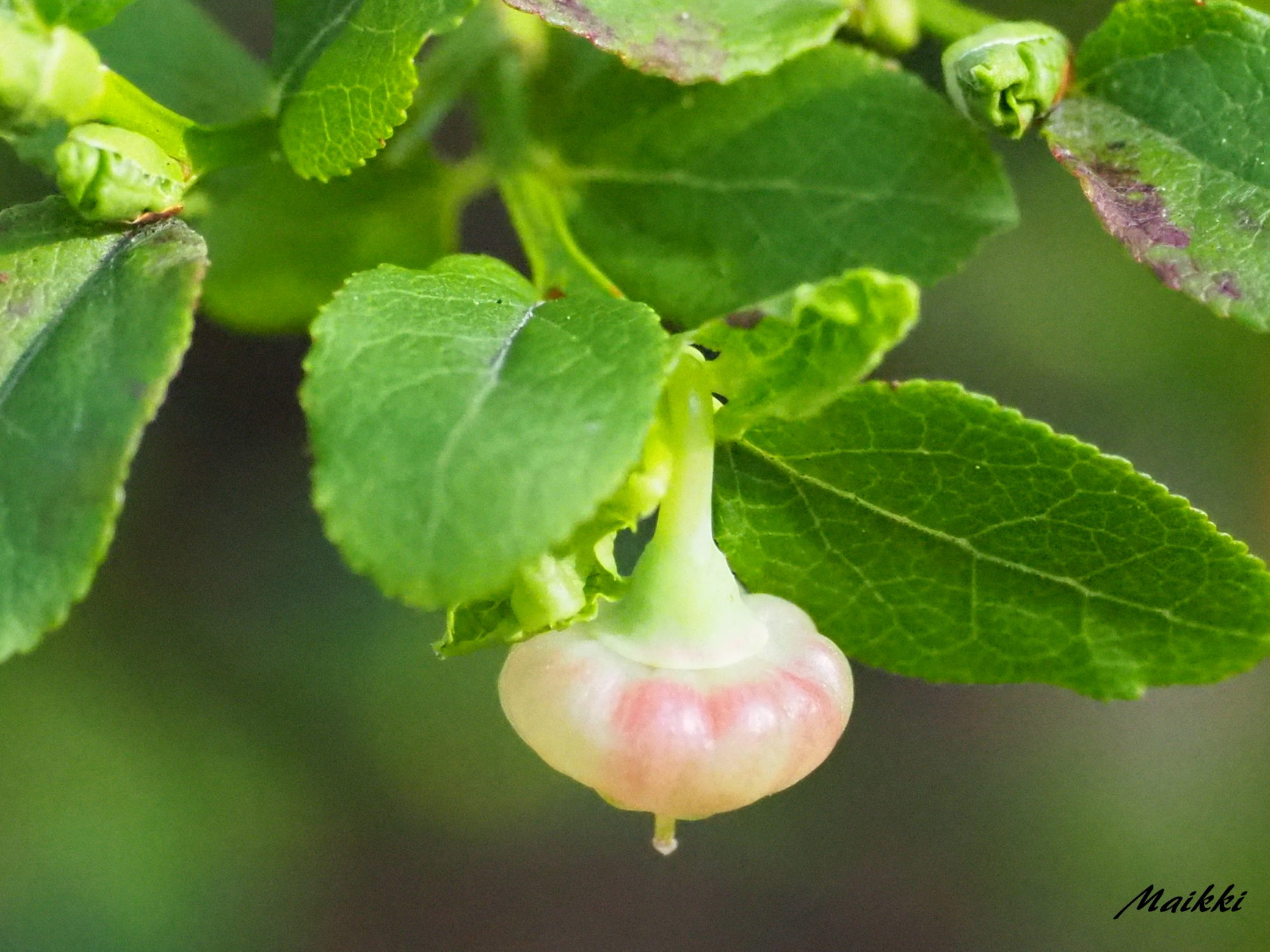 Valokuvaaja: Kuusisto Marja-Leena