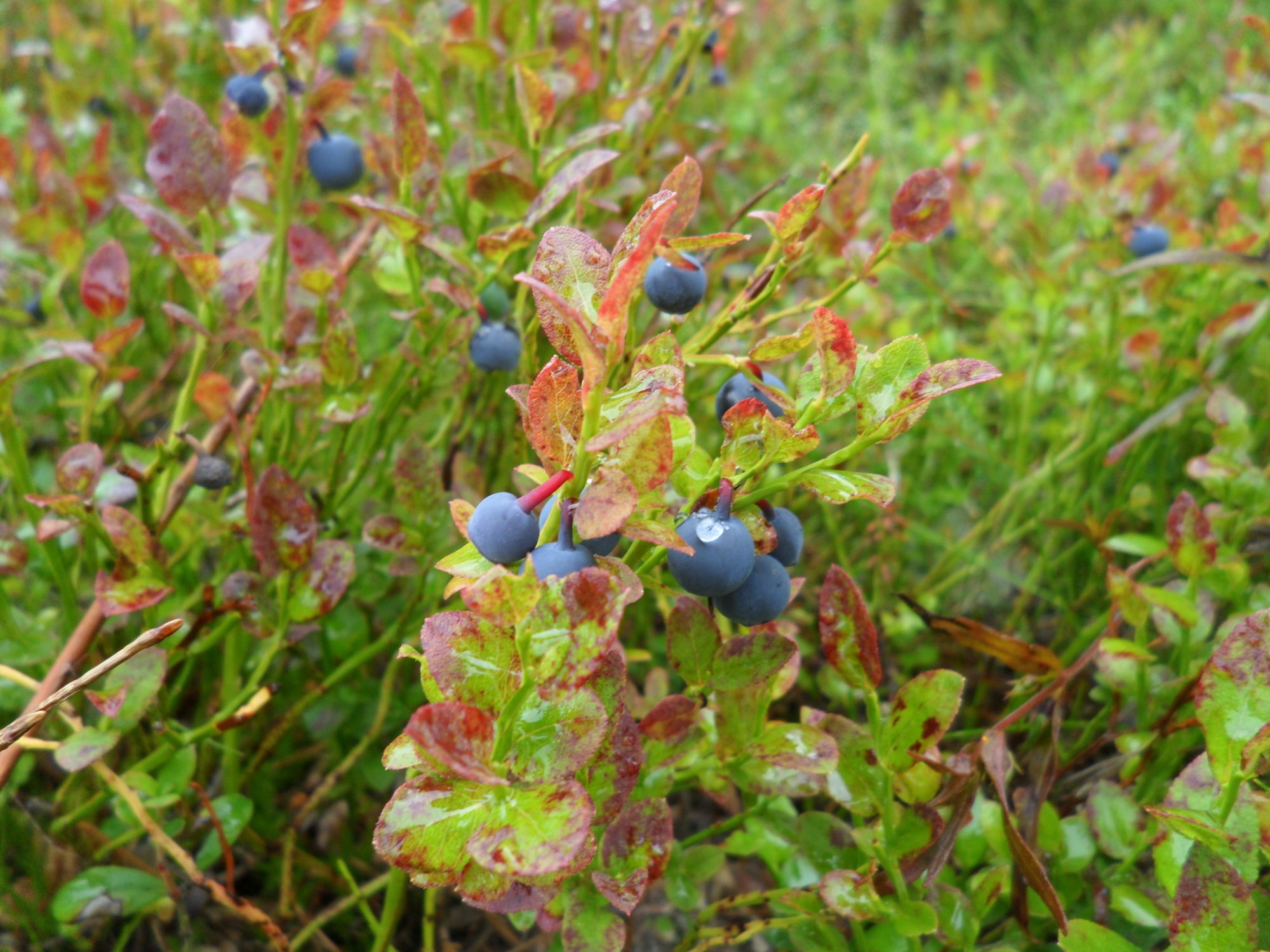 Valokuvaaja: Kaarlo Asikainen