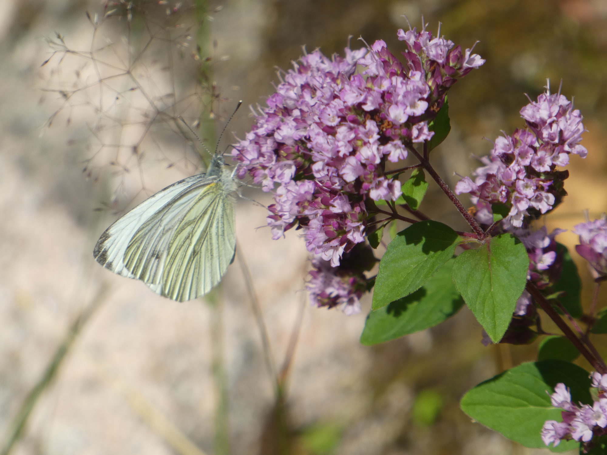 Valokuvaaja: Anja Mustamaa