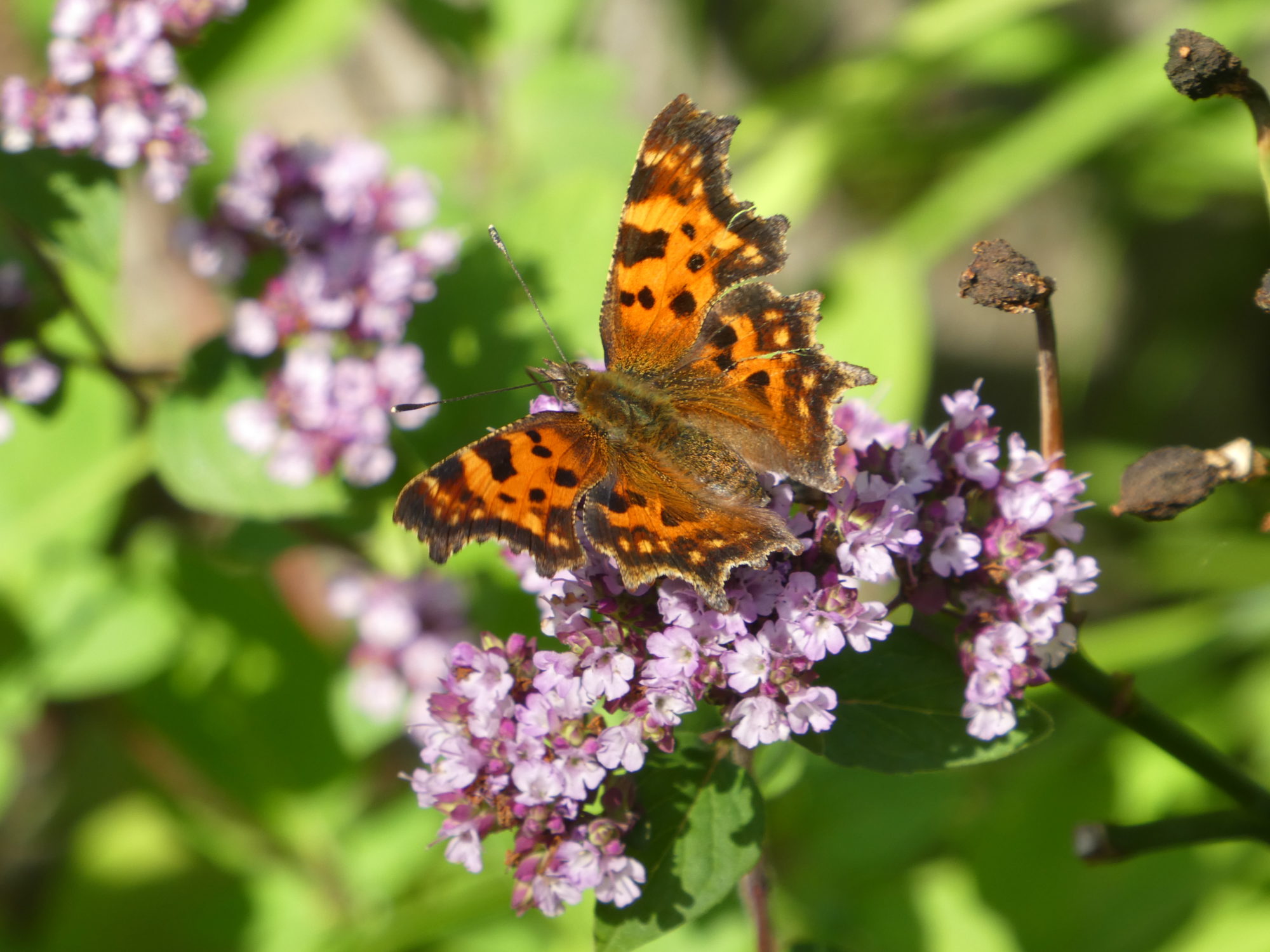 Valokuvaaja: Anja Mustamaa