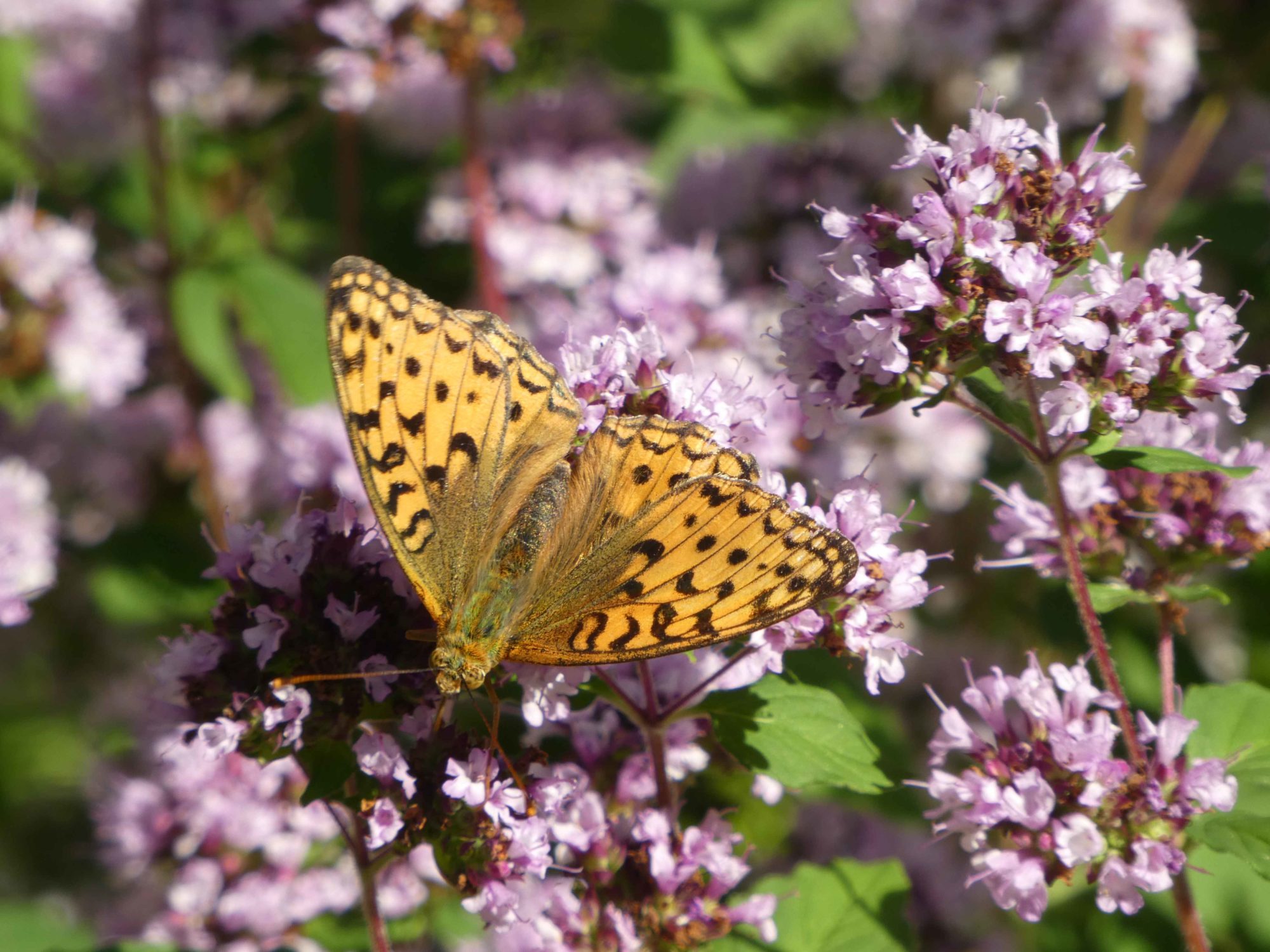 Valokuvaaja: Anja Mustamaa Valokuvaaja: Anja Mustamaa