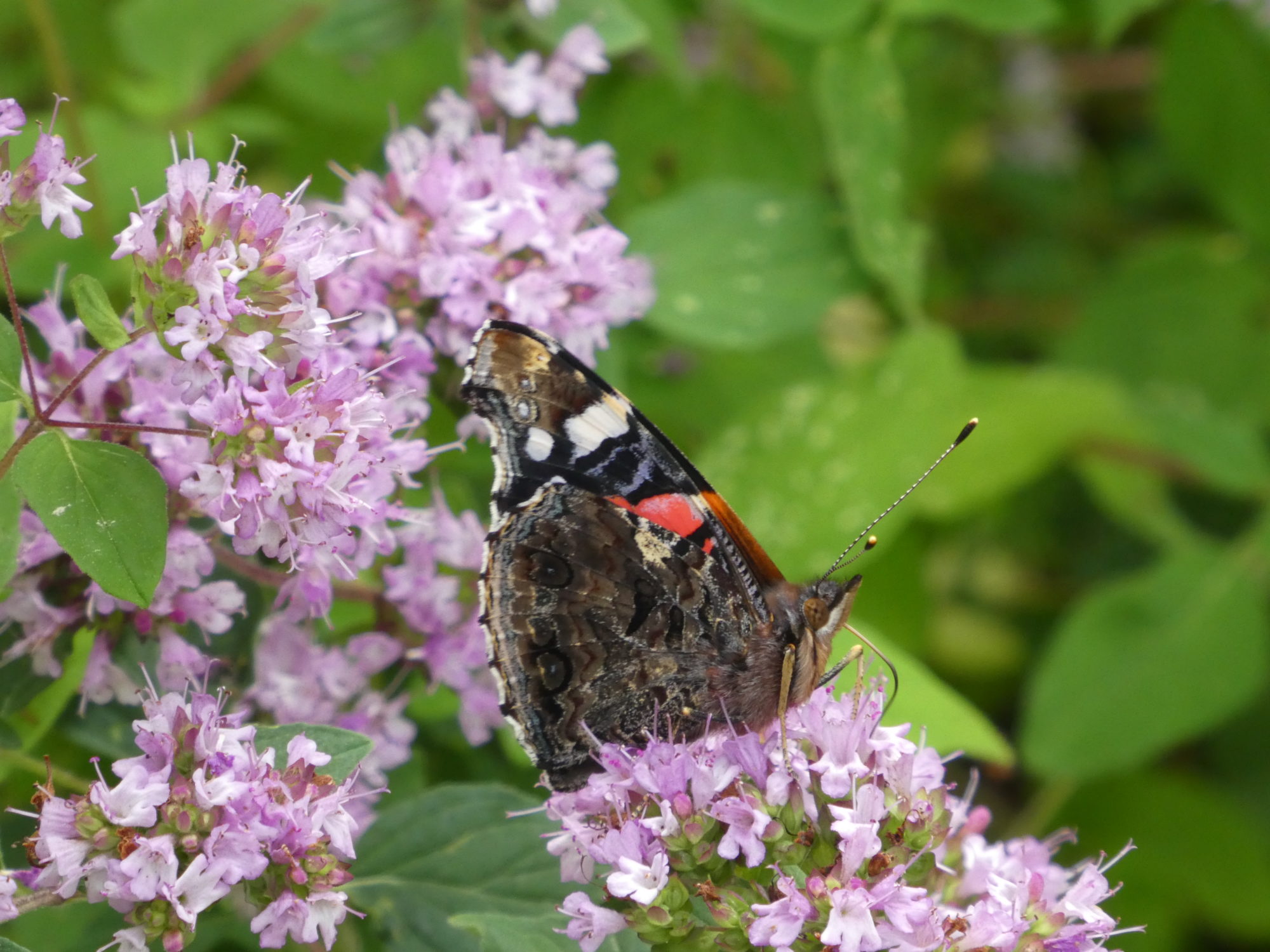 Valokuvaaja: Anja Mustamaa