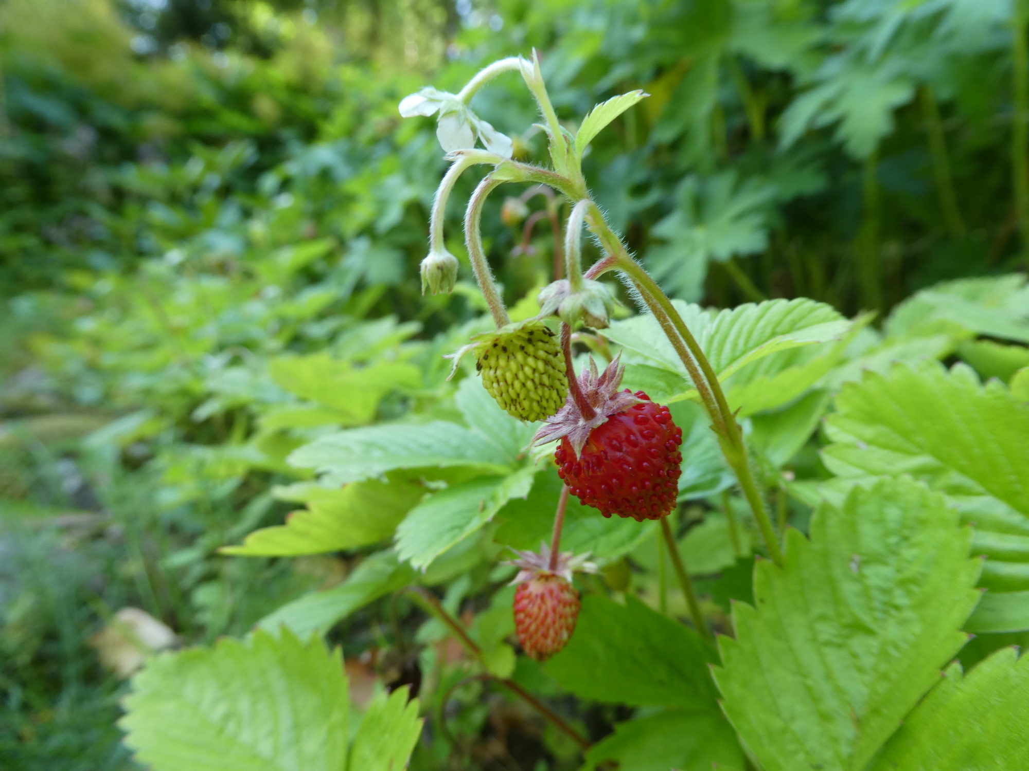 Valokuvaaja: Anja Mustamaa