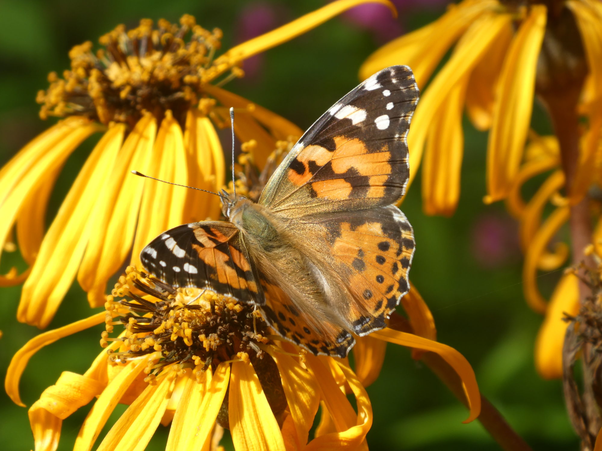 Valokuvaaja: Anja Mustamaa