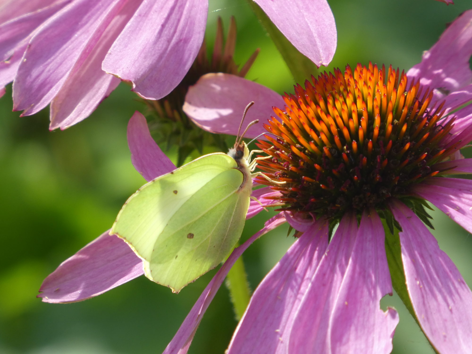 Valokuvaaja: Anja Mustamaa