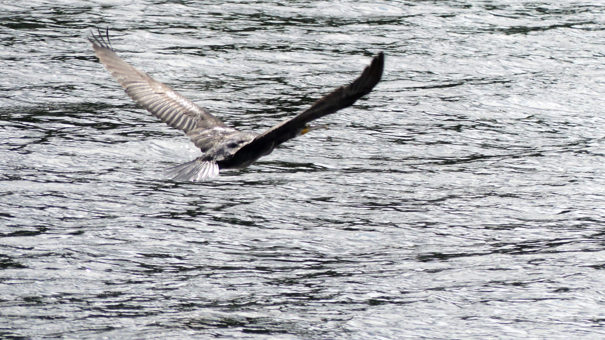 Valokuvaaja: Martti Valtonen