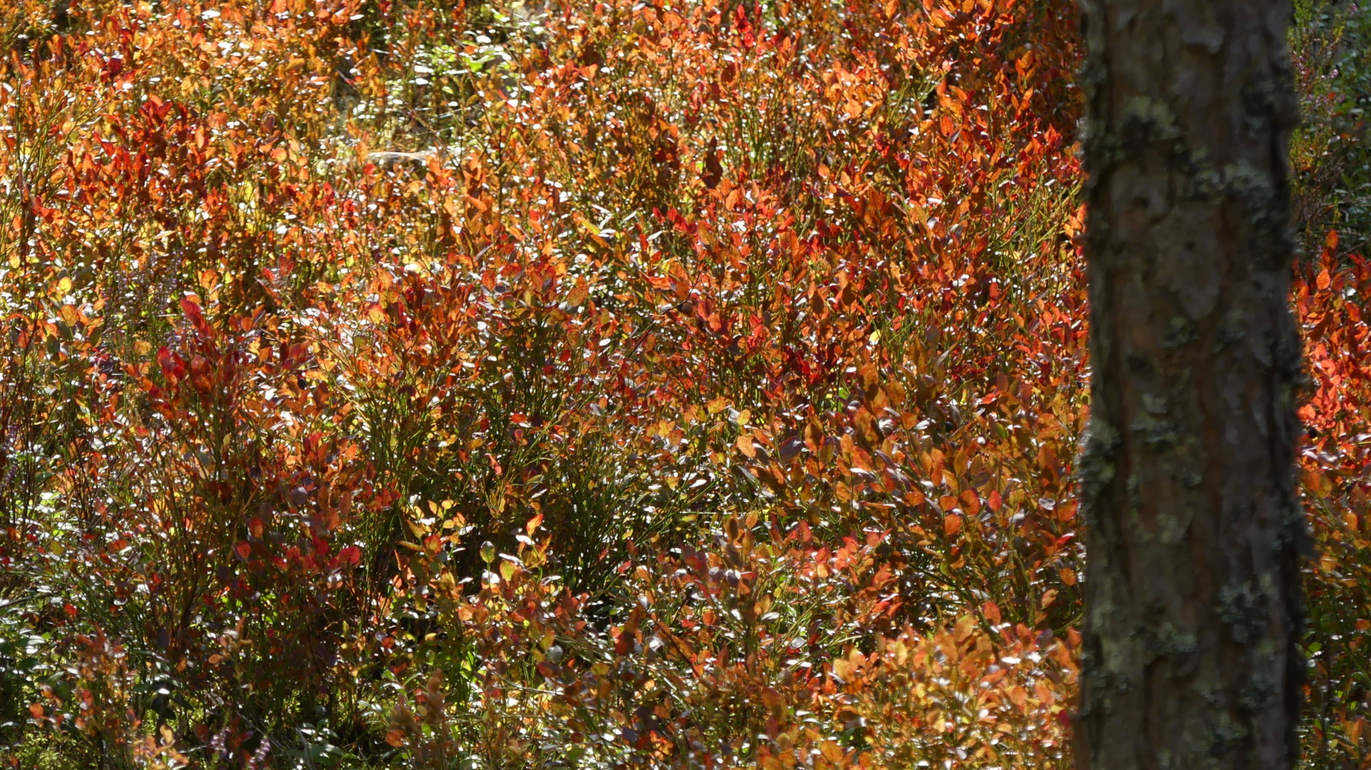 Valokuvaaja: Martti Valtonen Valokuvaaja: Martti Valtonen