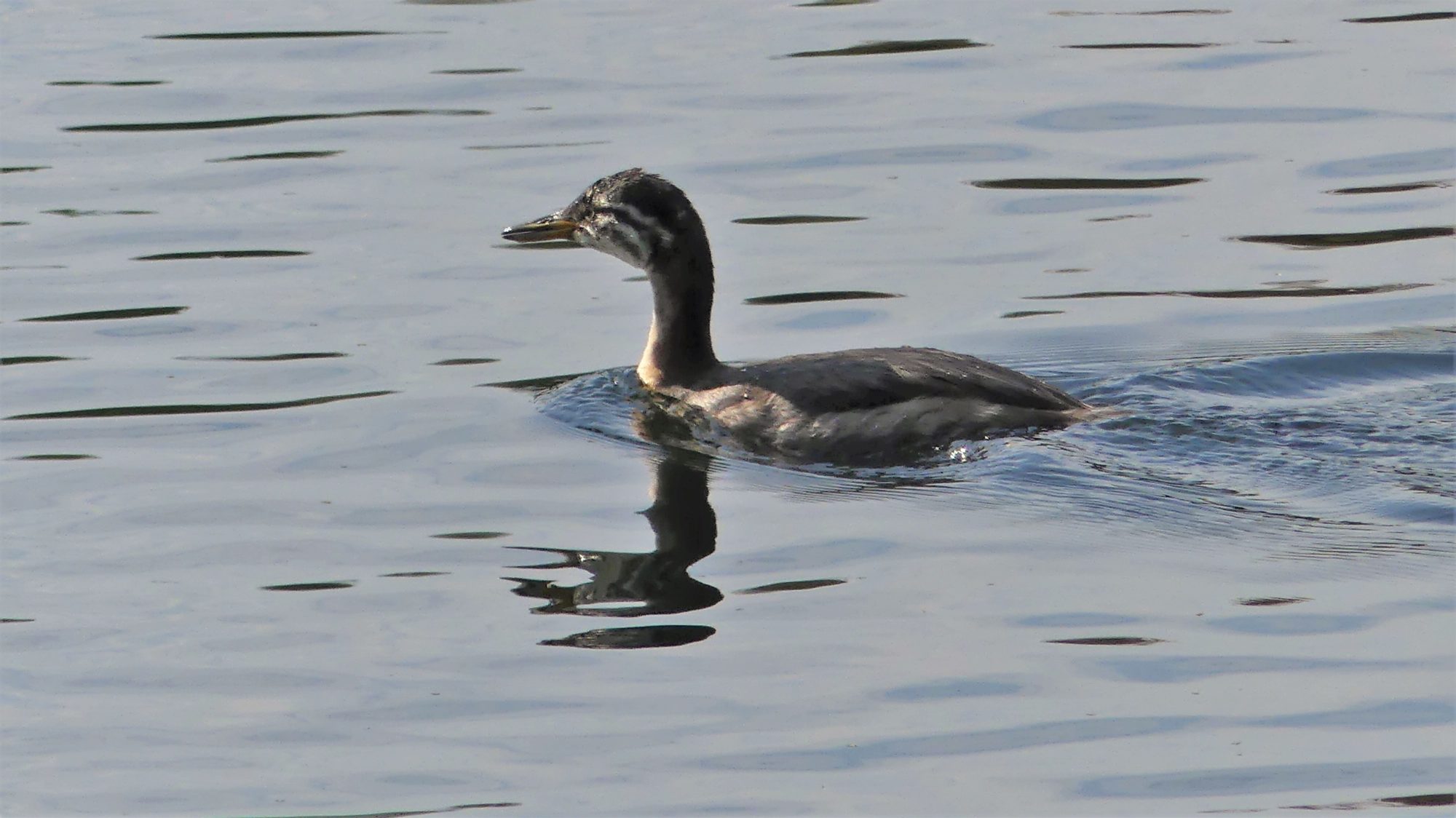 Valokuvaaja: Martti Valtonen
