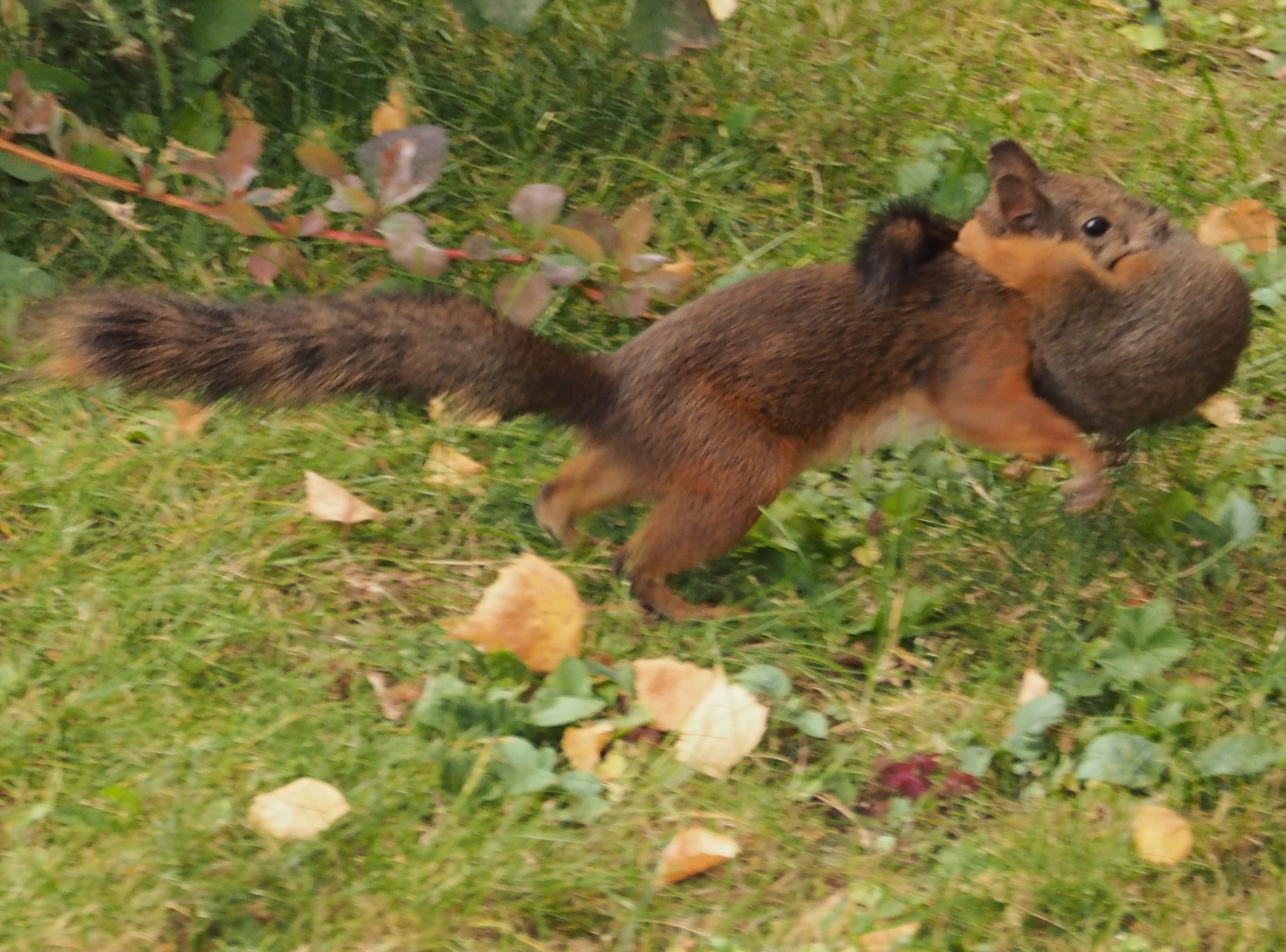 Valokuvaaja: Martti Valtonen