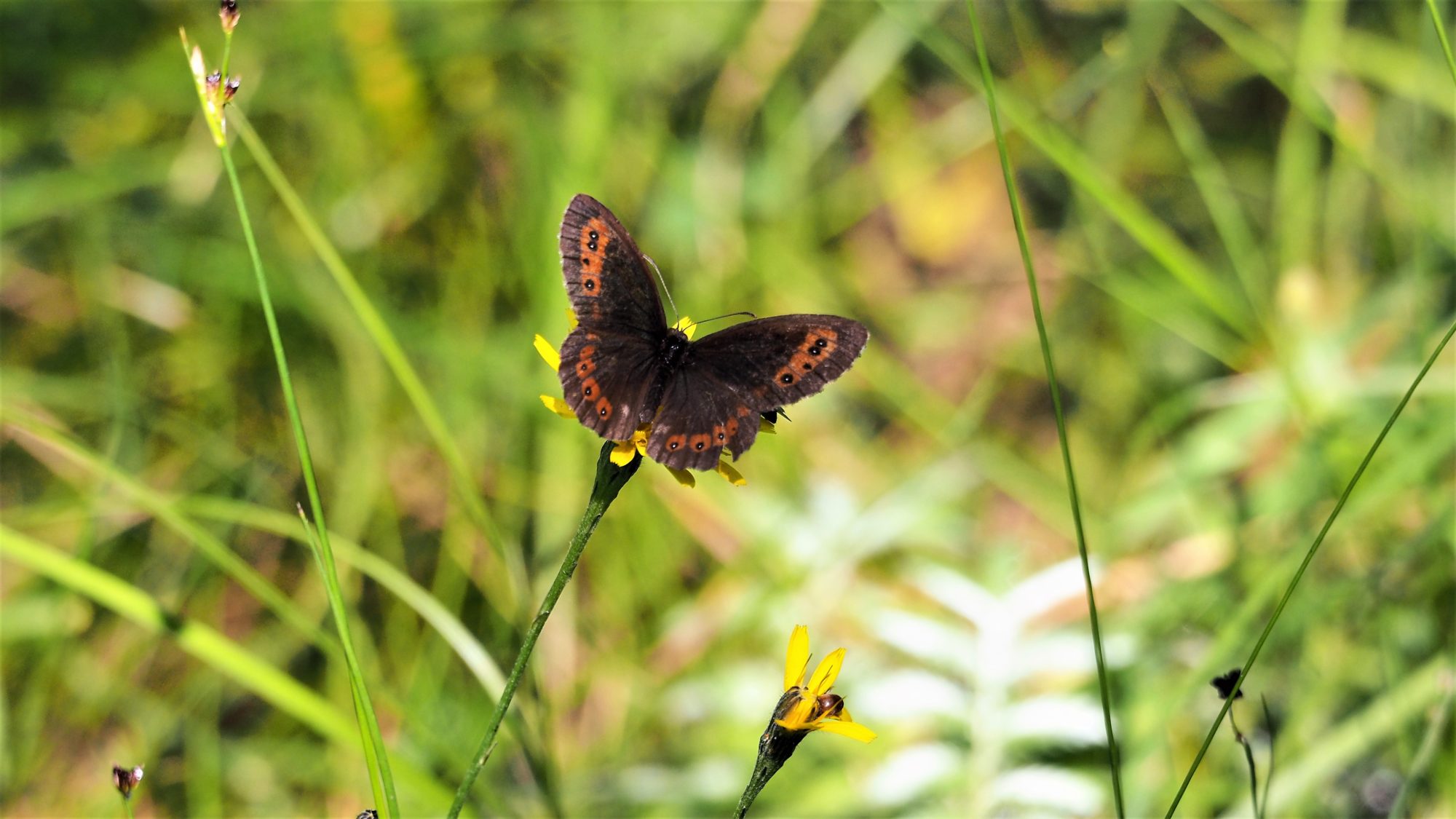 Valokuvaaja: Arja Valtonen