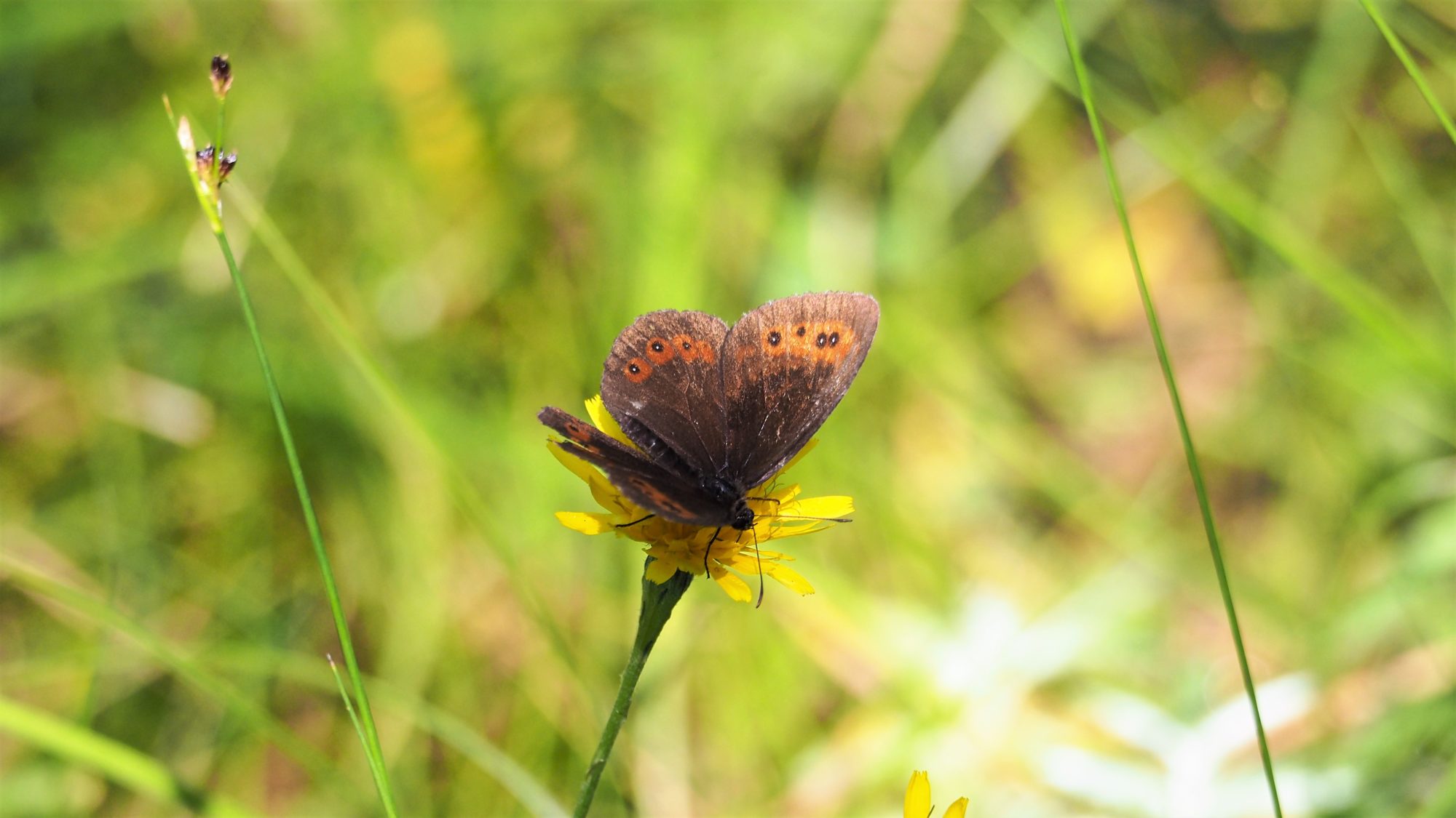 Valokuvaaja: Arja Valtonen