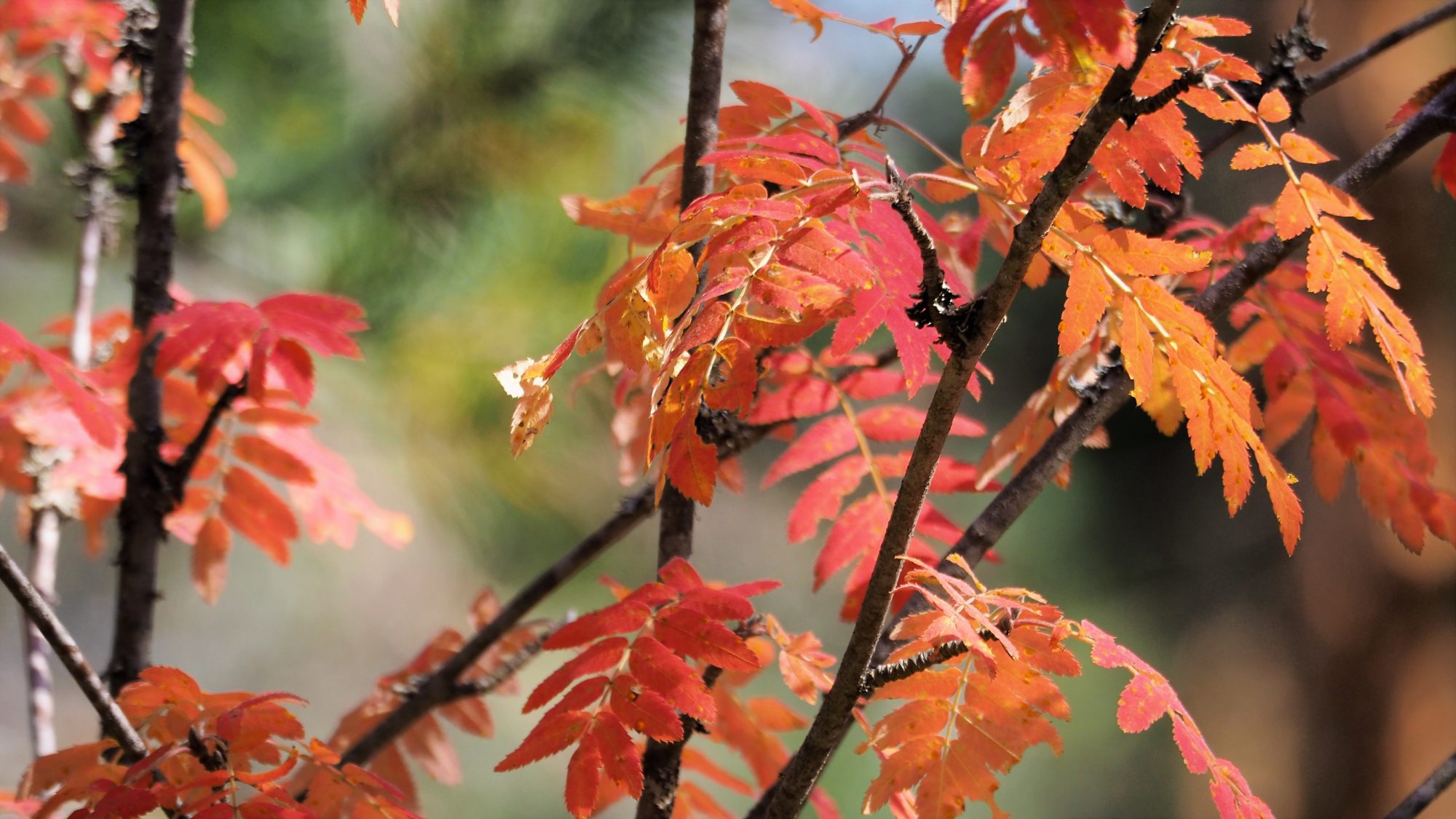 Valokuvaaja: Arja Valtonen