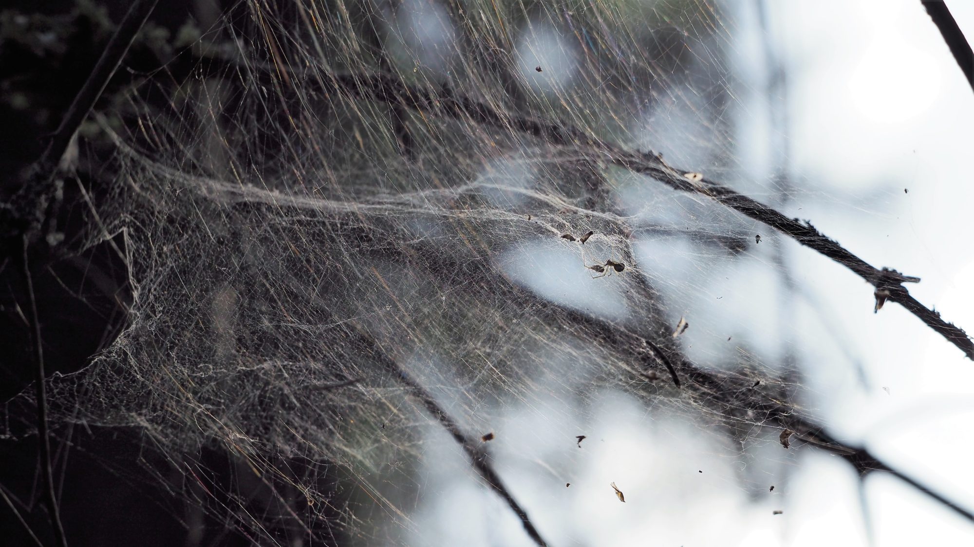Valokuvaaja: Arja Valtonen