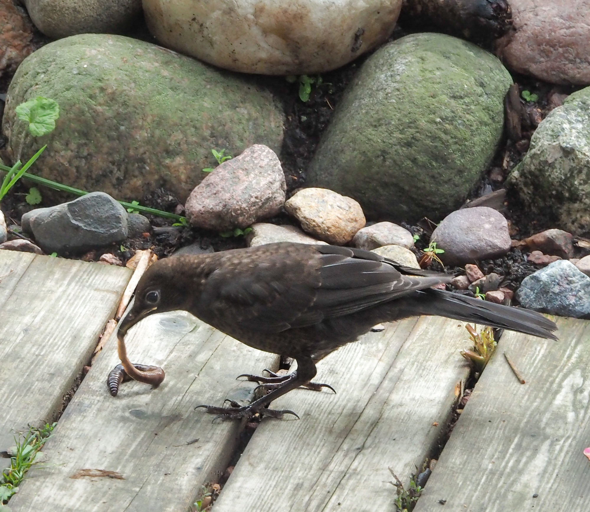 Valokuvaaja: Aki Jalava