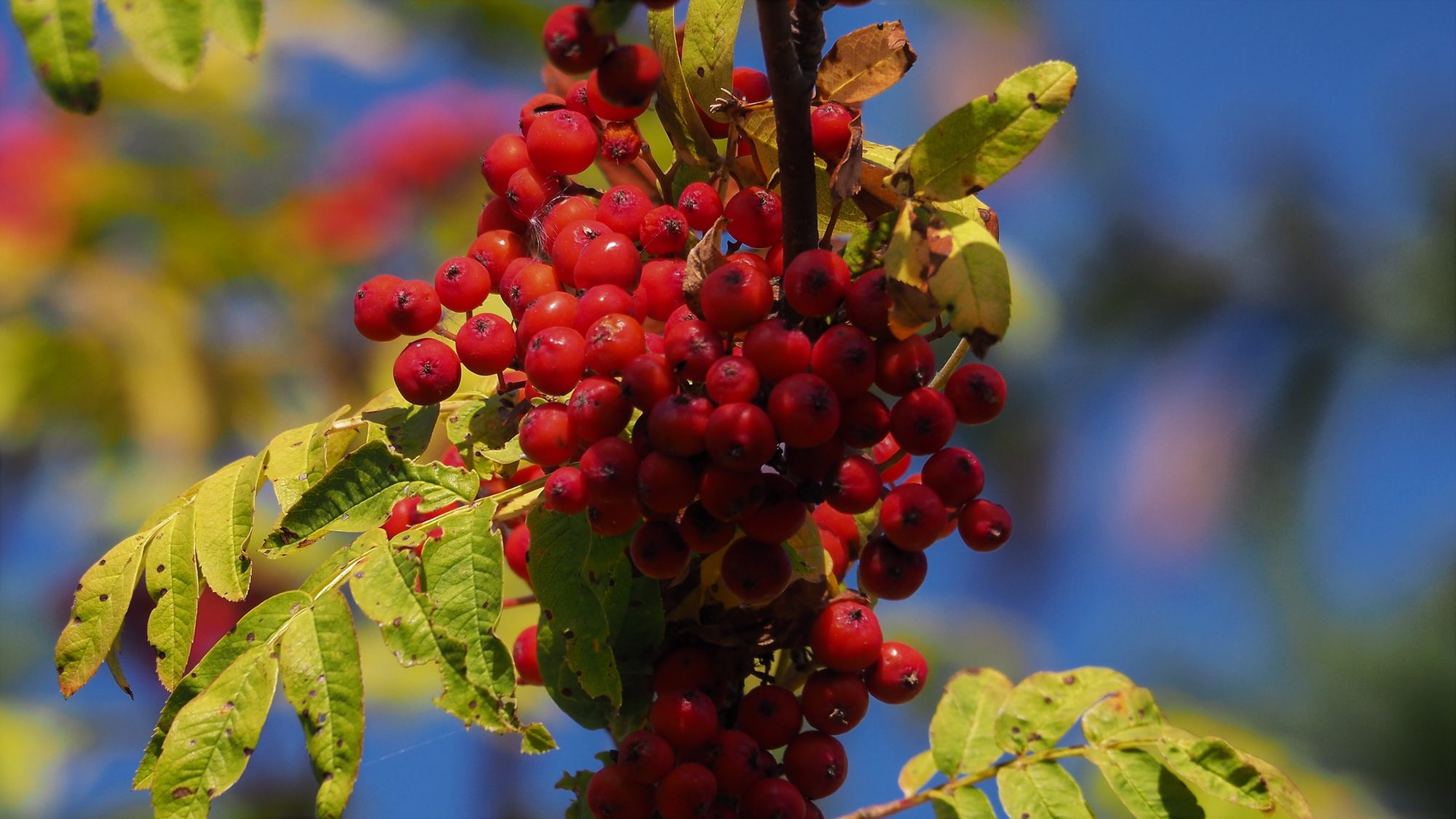 Valokuvaaja: Arja Valtonen