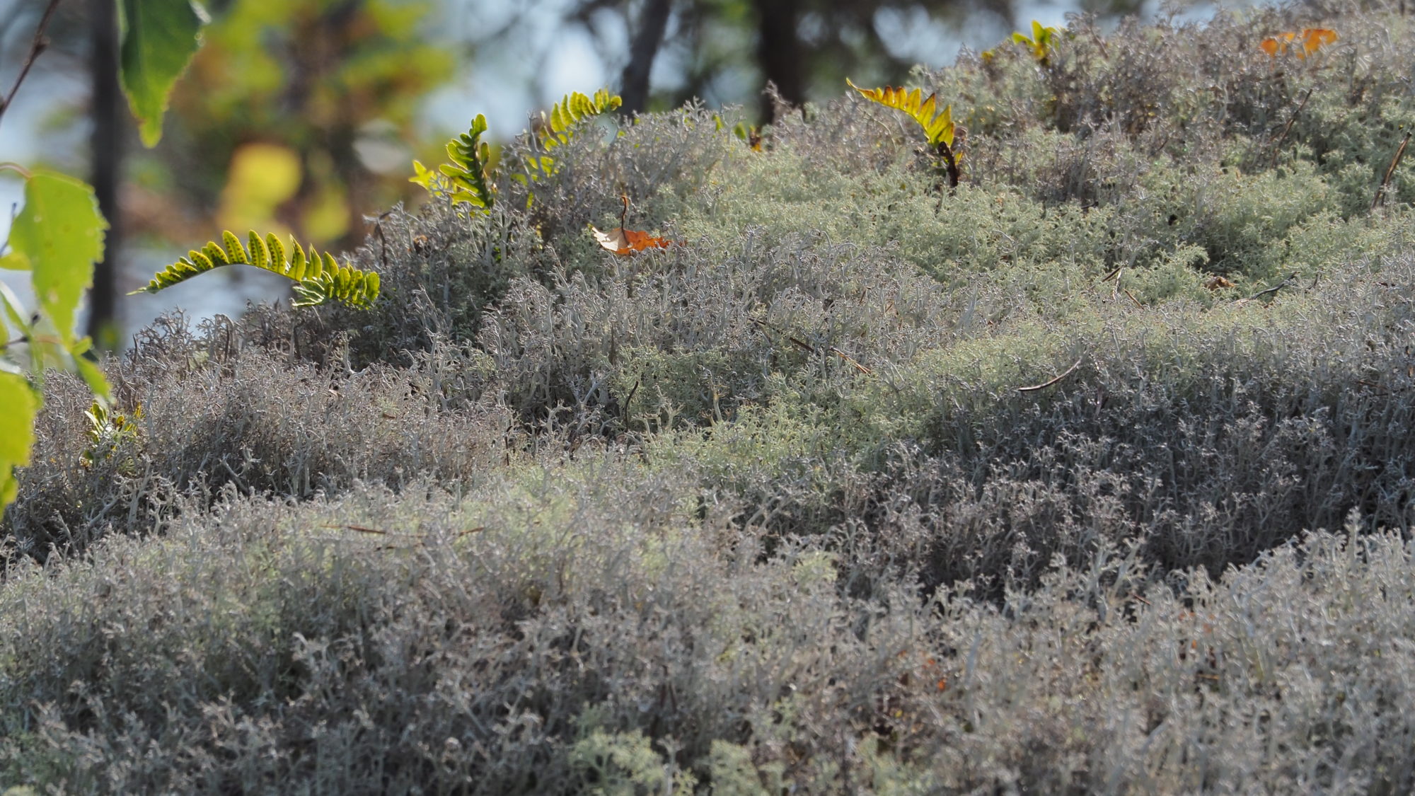 Valokuvaaja: Arja Valtonen