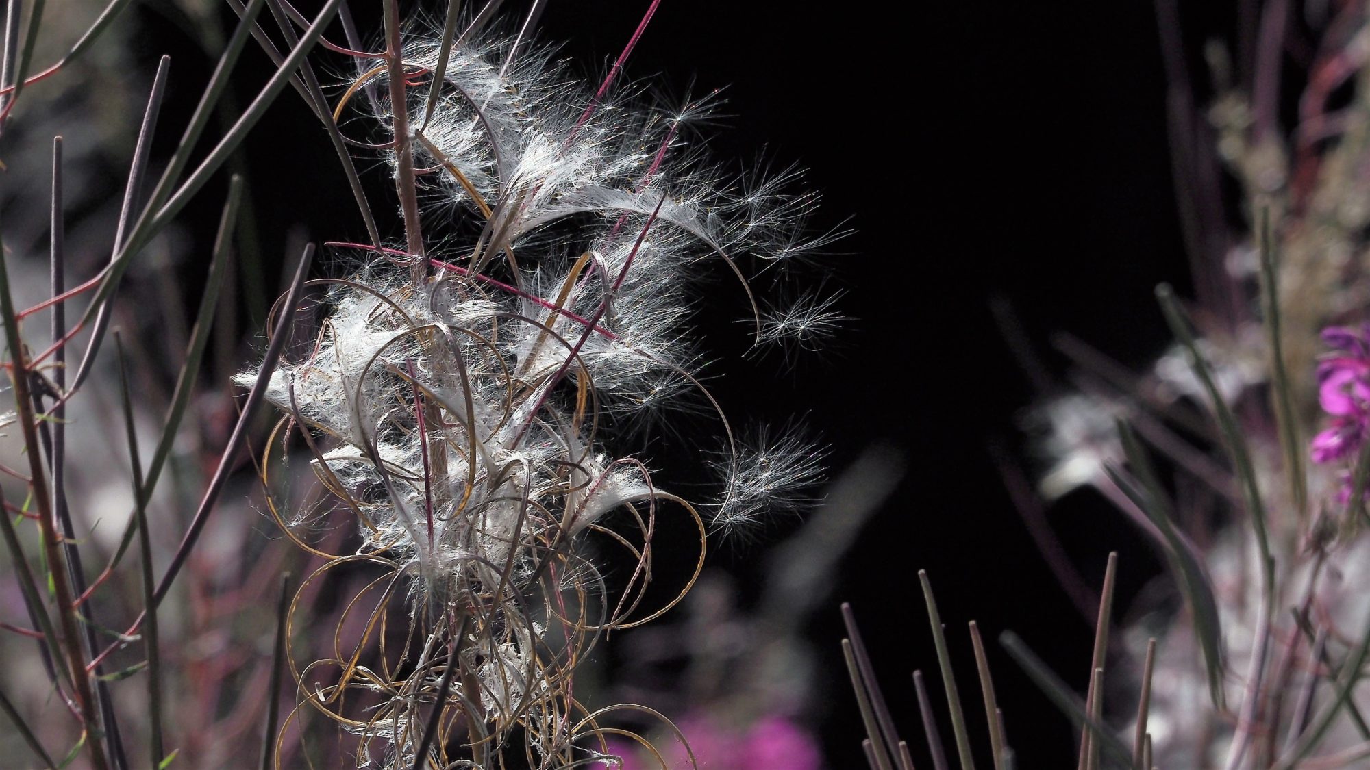 Valokuvaaja: Arja Valtonen