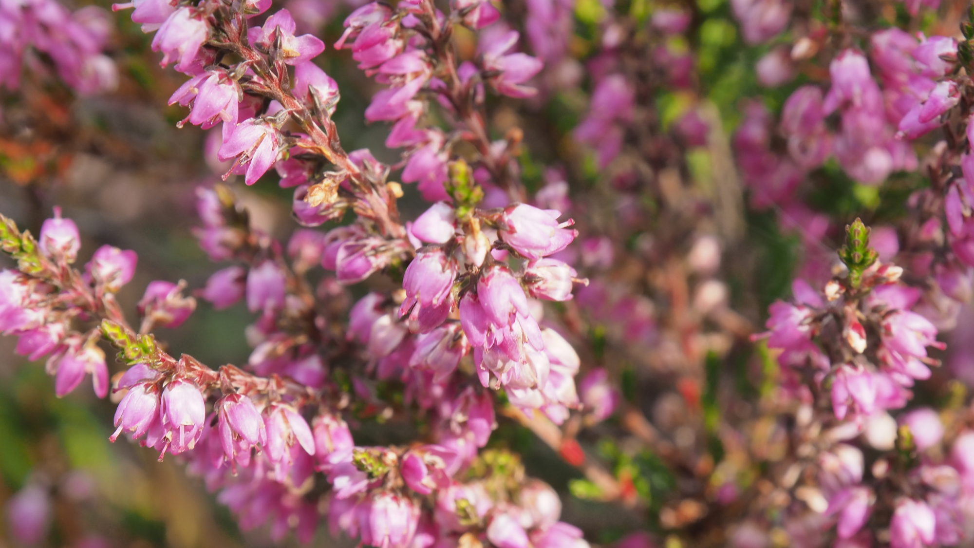 Valokuvaaja: Arja Valtonen