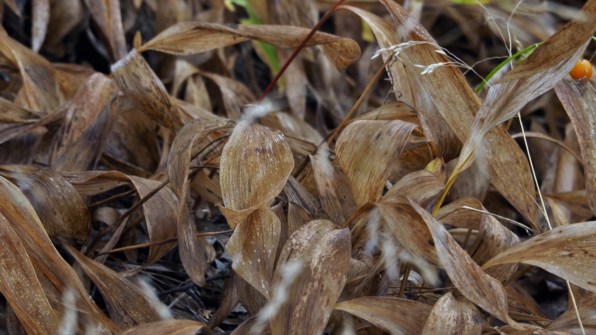 Valokuvaaja: Arja Valtonen Valokuvaaja: Arja Valtonen