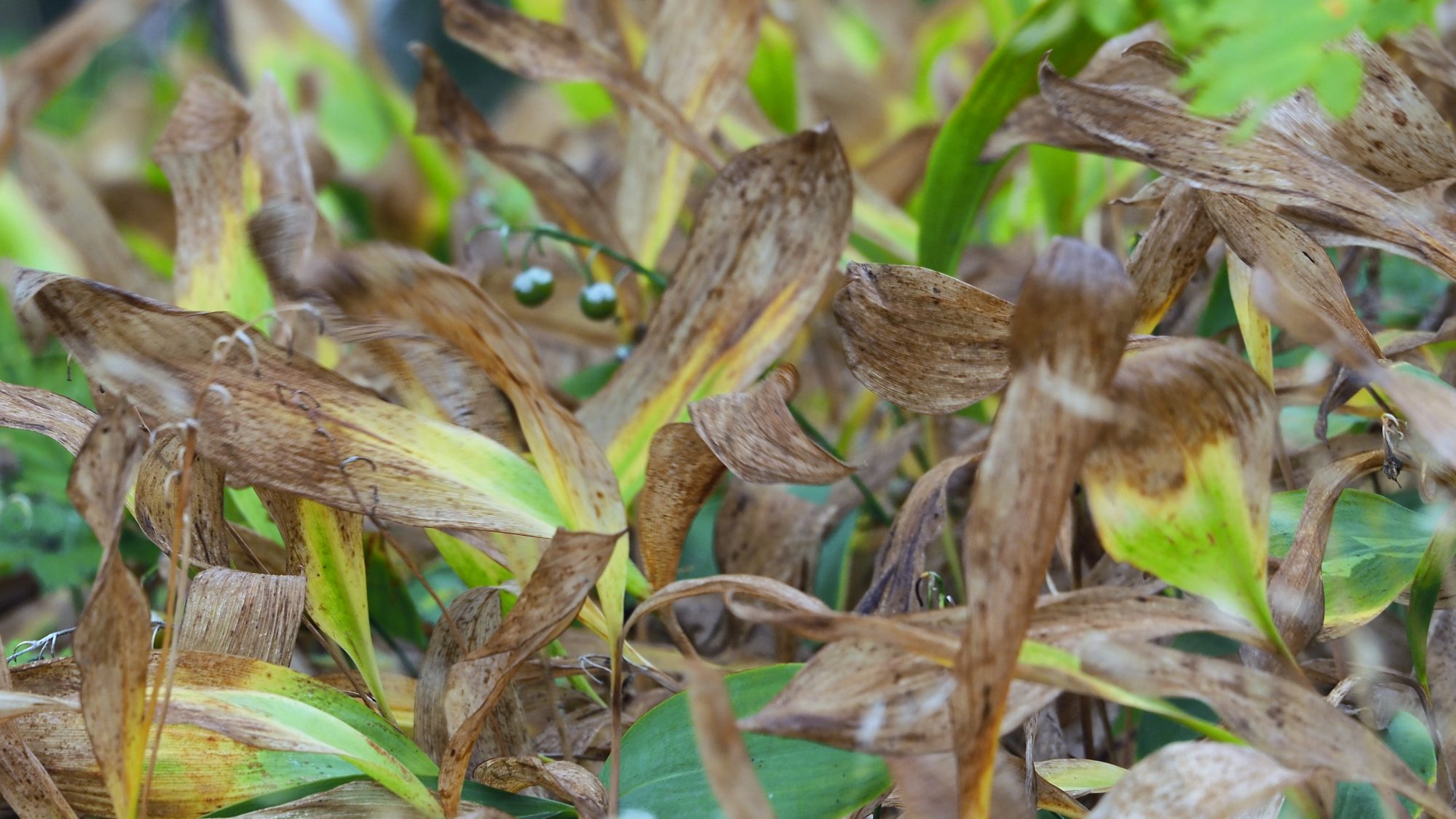 Valokuvaaja: Arja Valtonen