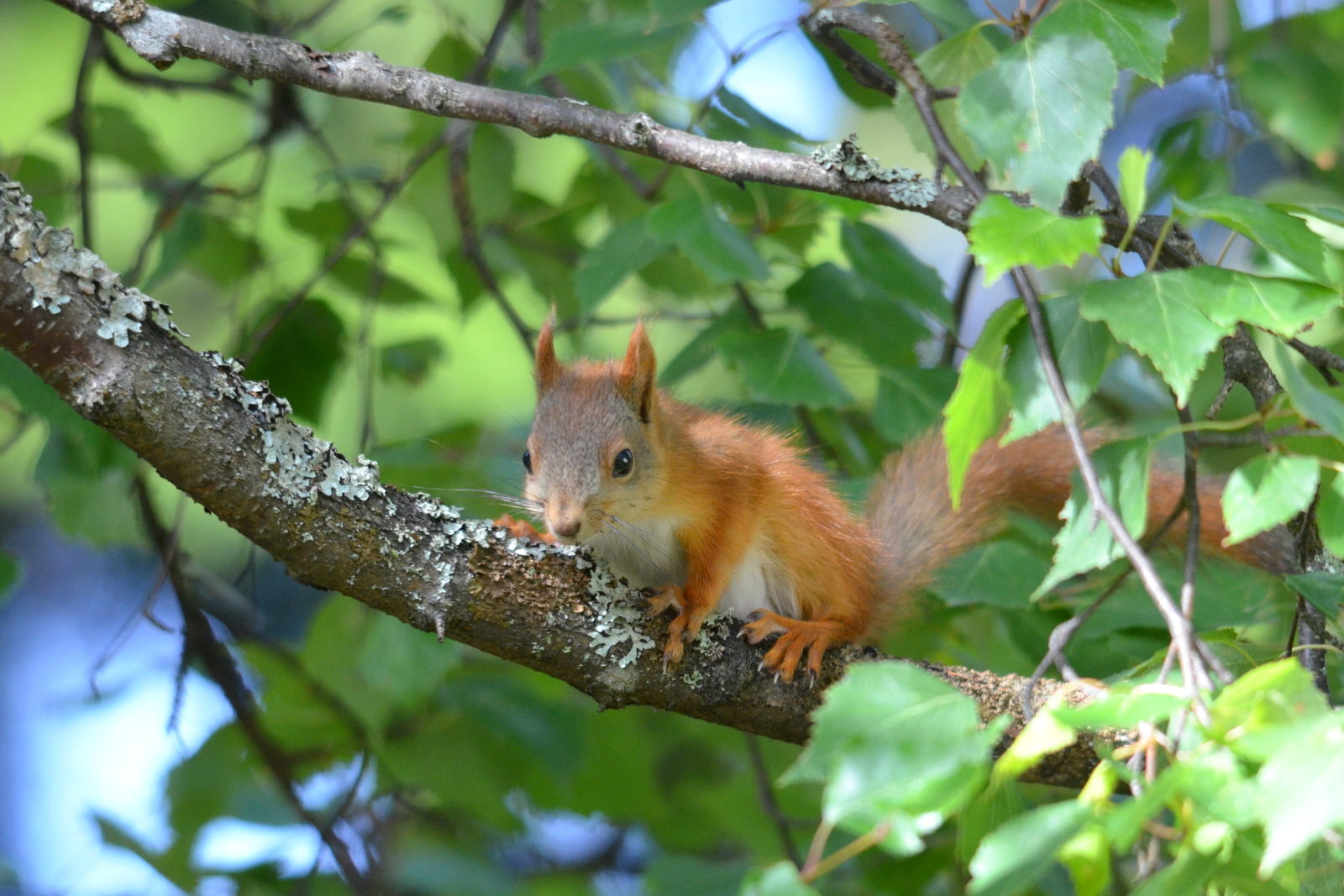 Valokuvaaja: Kaarlo Asikainen