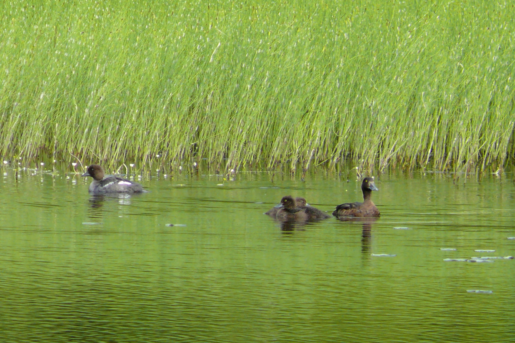 Valokuvaaja: Kaarlo Asikainen