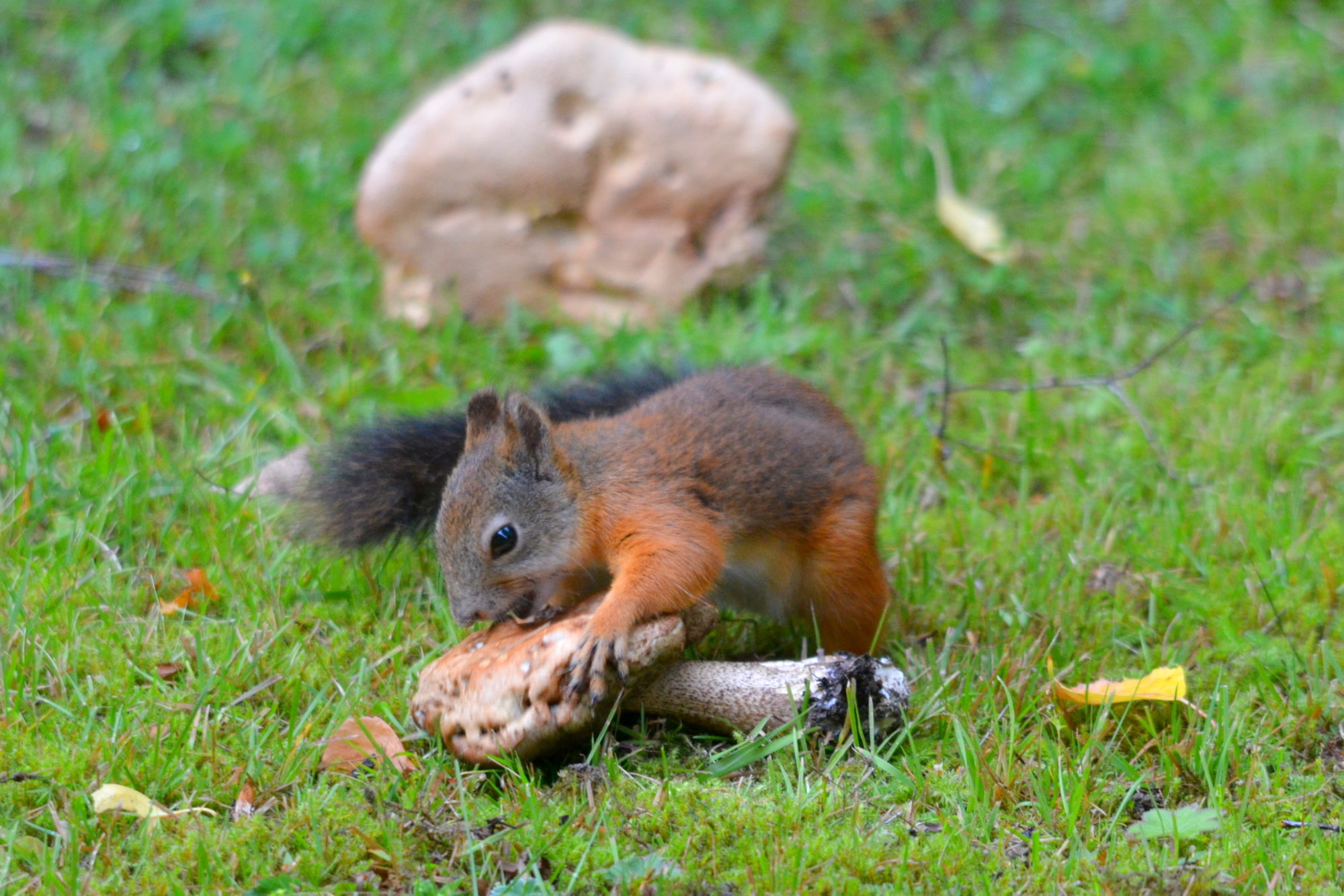 Valokuvaaja: Kaarlo Asikainen