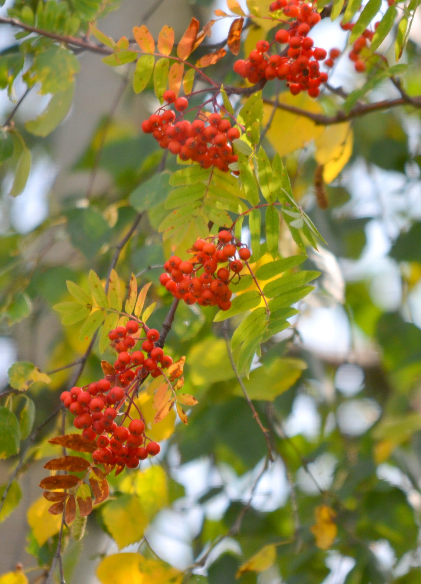 Valokuvaaja: Kaarlo Asikainen