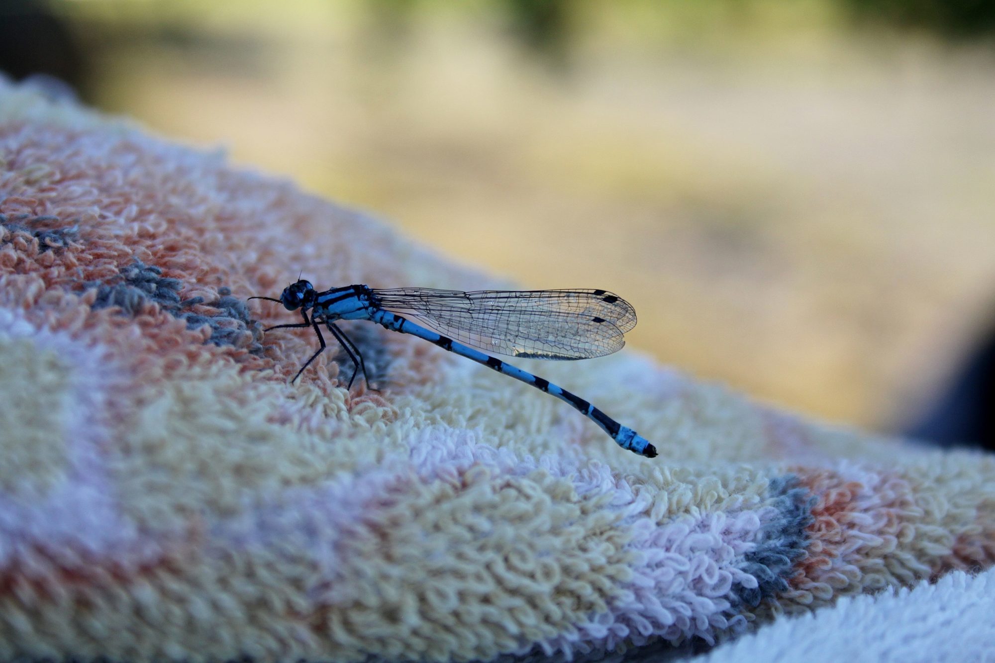 Valokuvaaja: Pirkko Siukonen