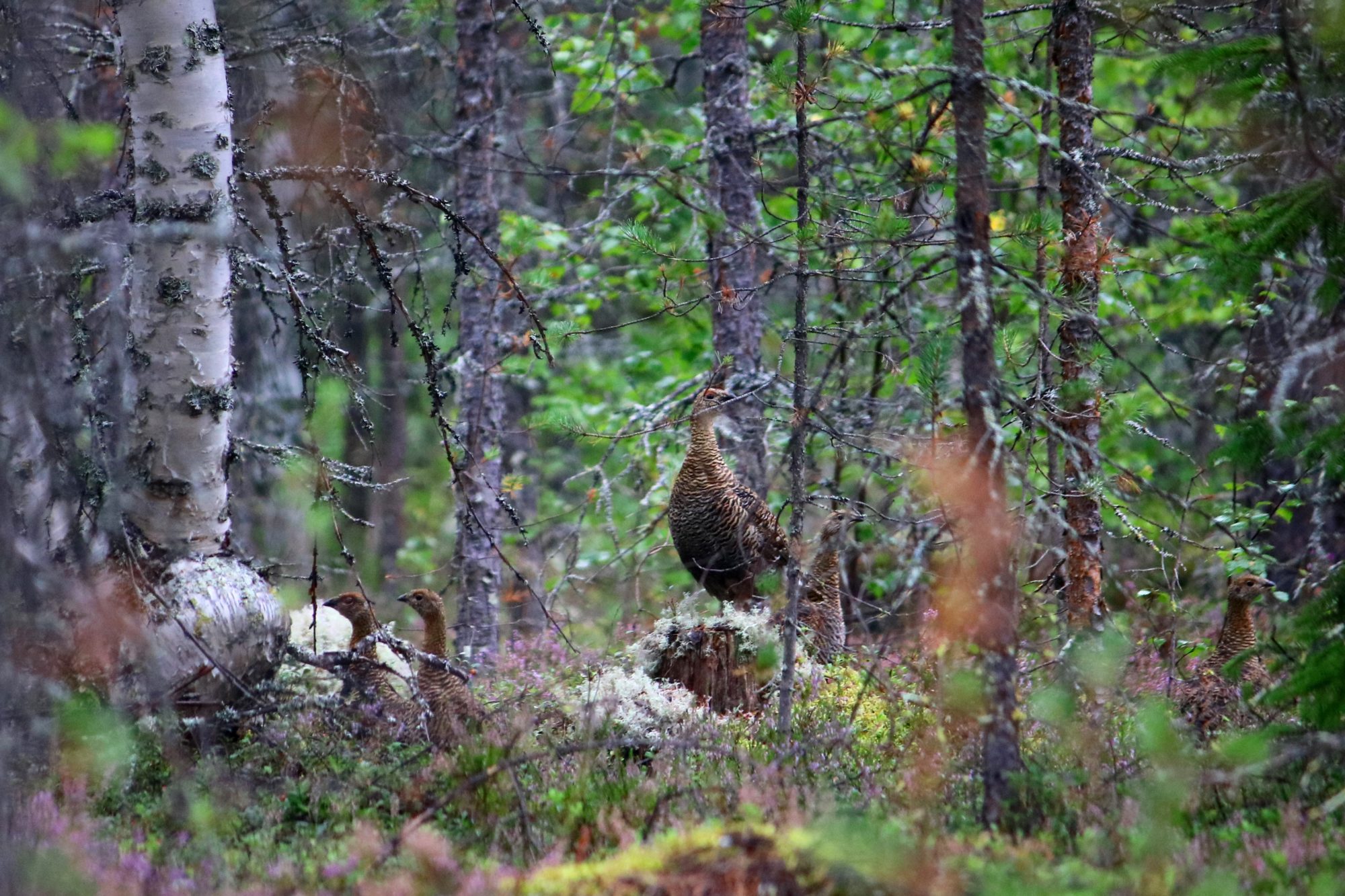 Valokuvaaja: Matti Eskelinen