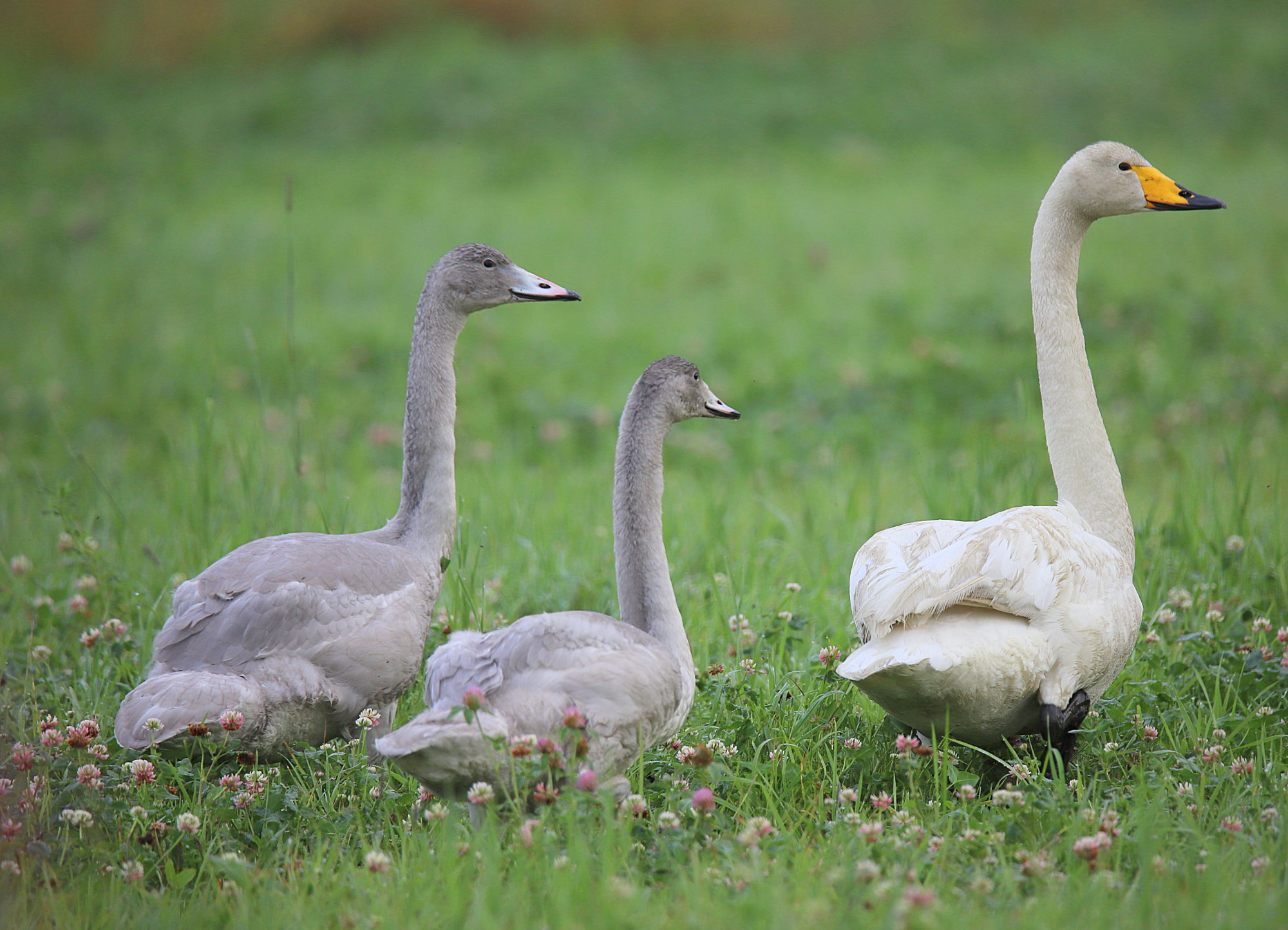 Valokuvaaja: sirpa jyske