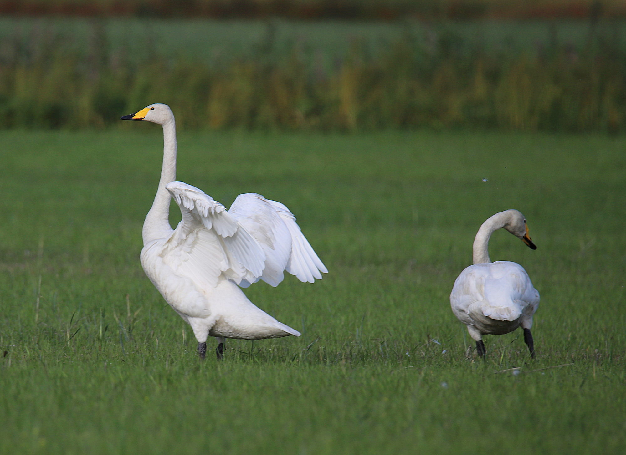 Valokuvaaja: sirpa jyske