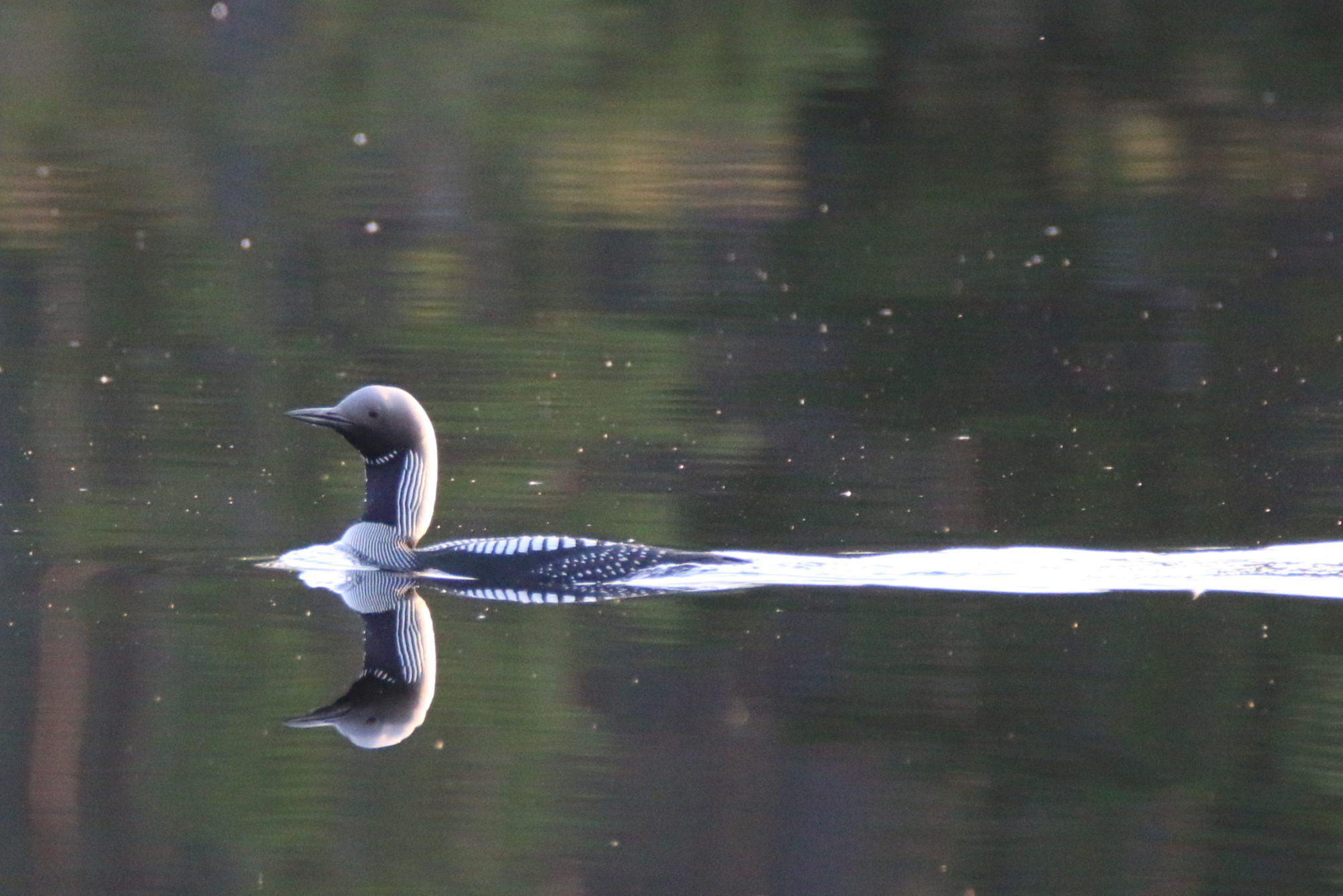 Valokuvaaja: Ahti Keränen
