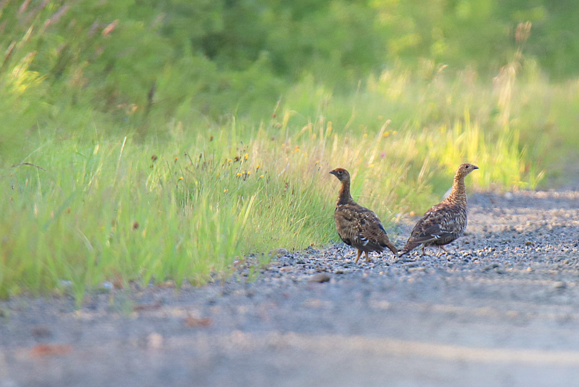 Valokuvaaja: sirpa jyske Valokuvaaja: sirpa jyske
