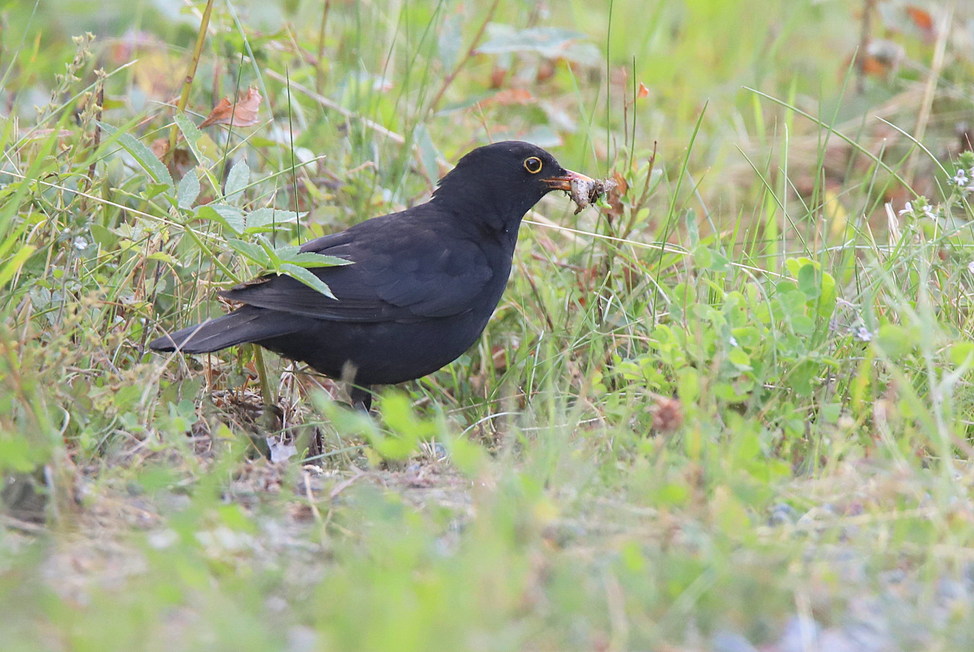 Valokuvaaja: sirpa jyske Valokuvaaja: sirpa jyske