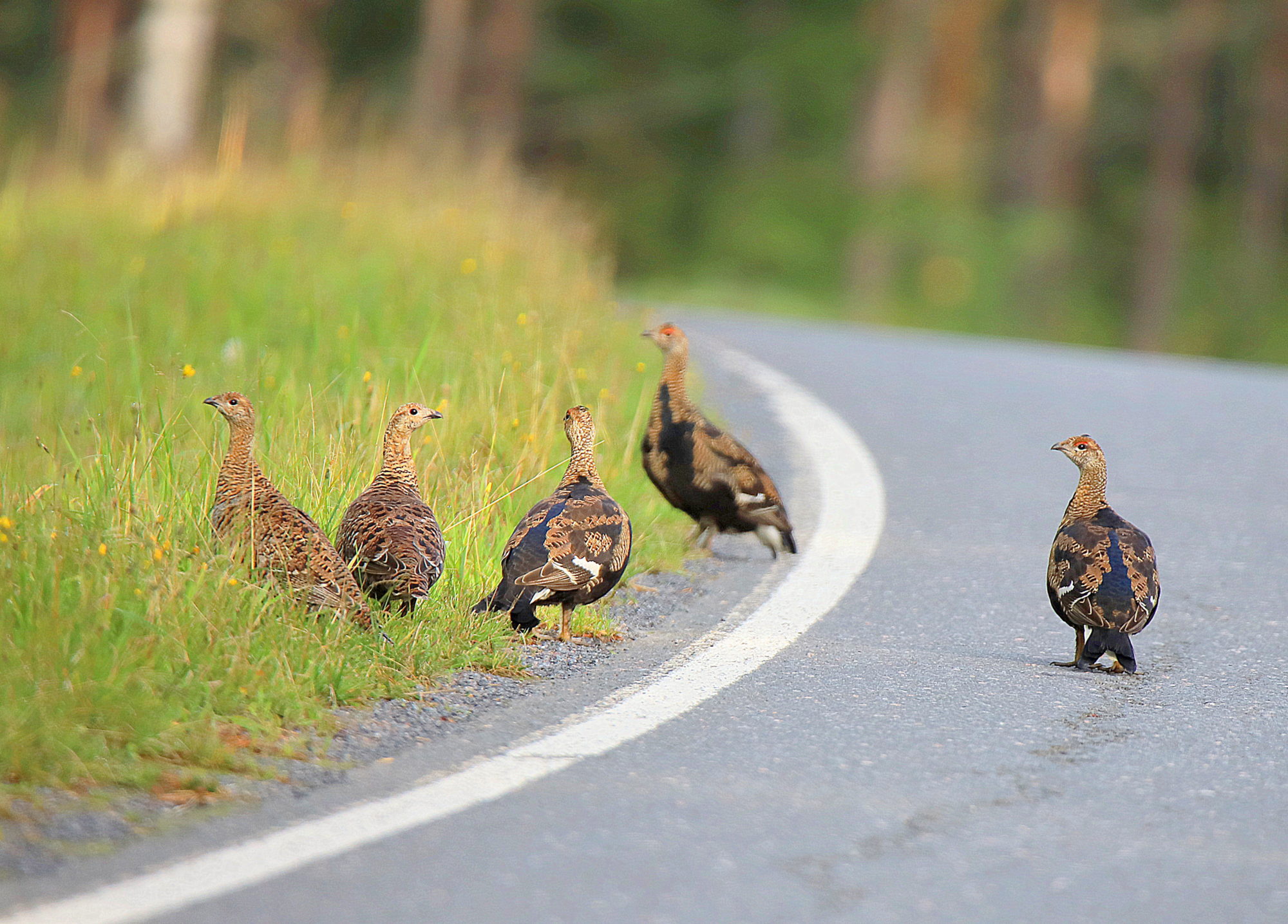 Valokuvaaja: sirpa jyske