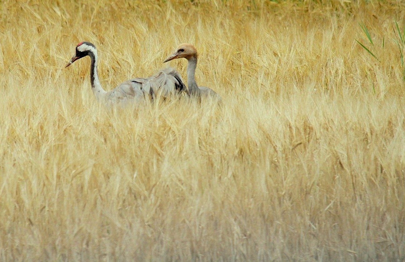 Valokuvaaja: sirpa jyske