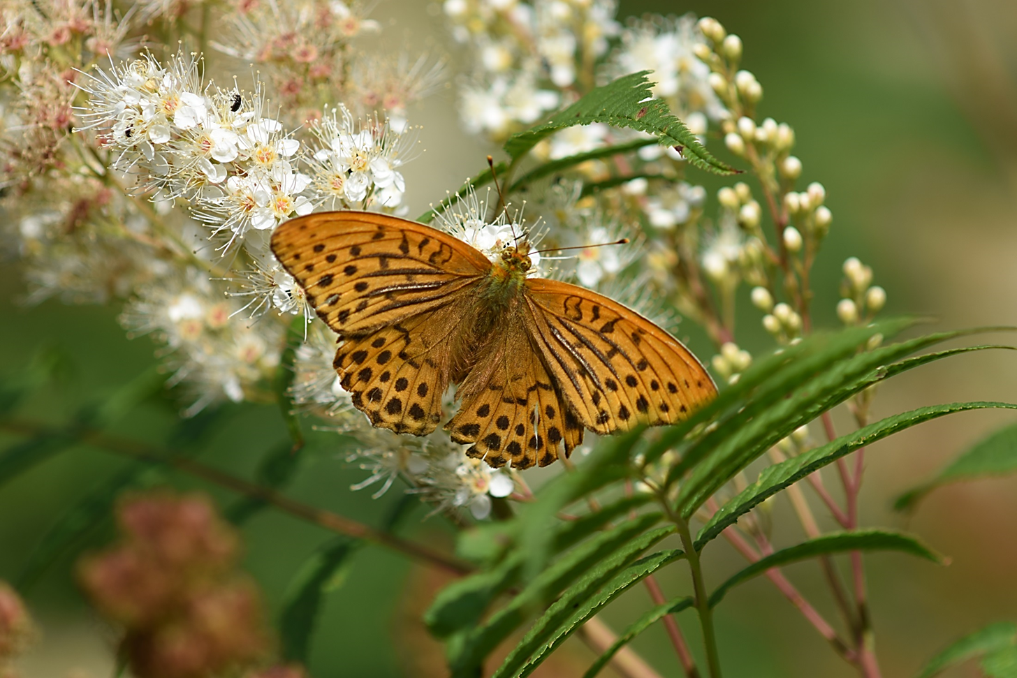 Valokuvaaja: Antti Kaskinen