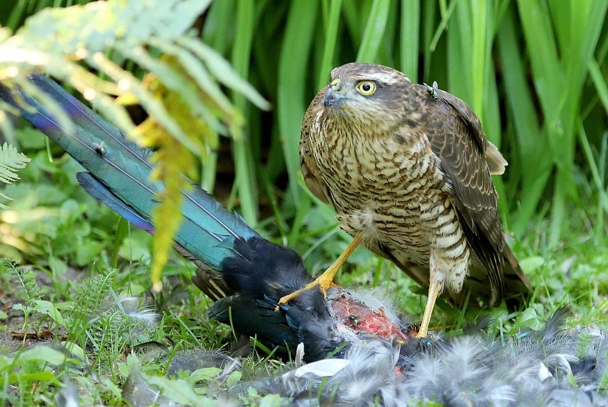 Valokuvaaja: sirpa Jyske
