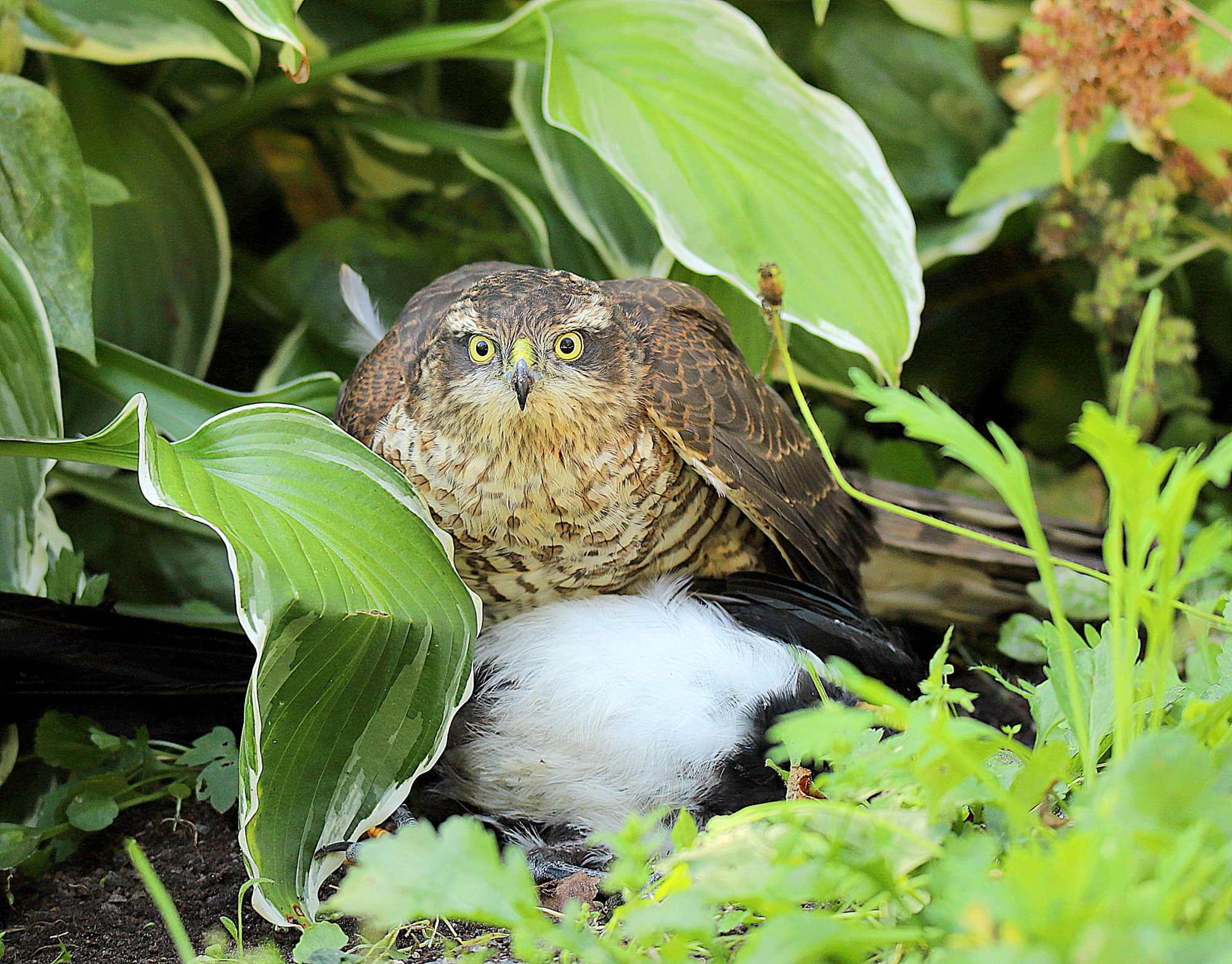 Valokuvaaja: sirpa jyske