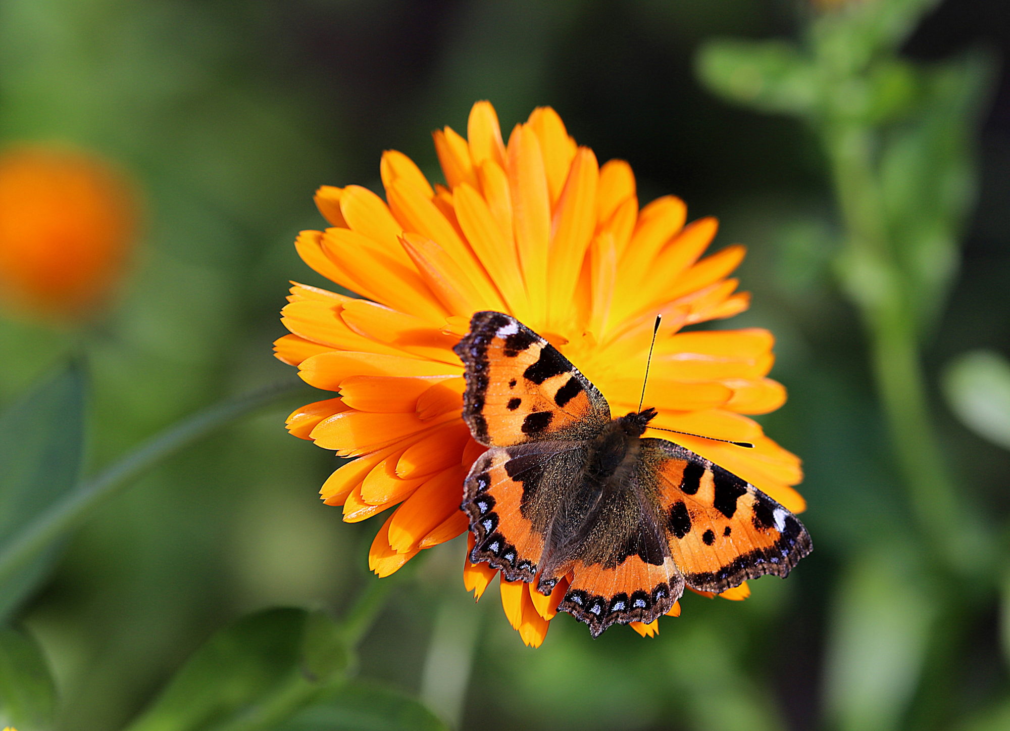 Valokuvaaja: sirpa jyske