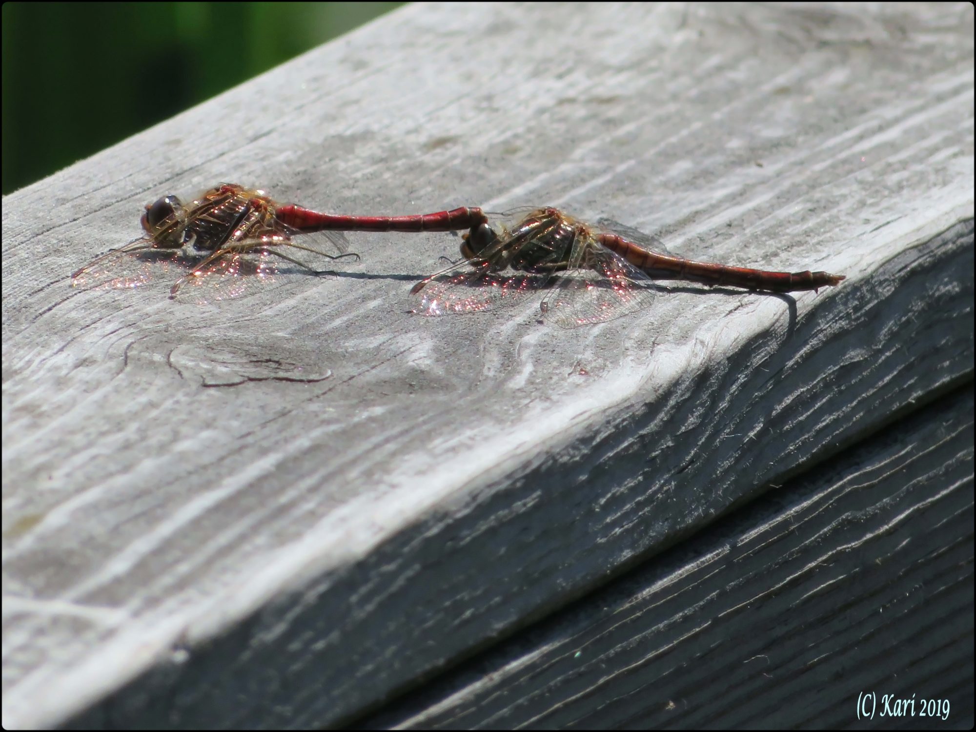 Valokuvaaja: Kari Saarinen