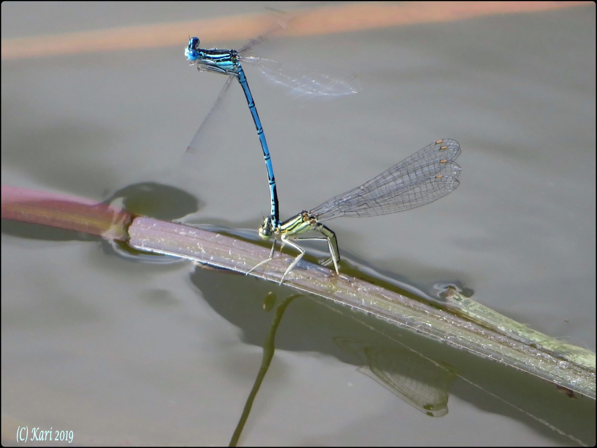 Valokuvaaja: Kari Saarinen Valokuvaaja: Kari Saarinen