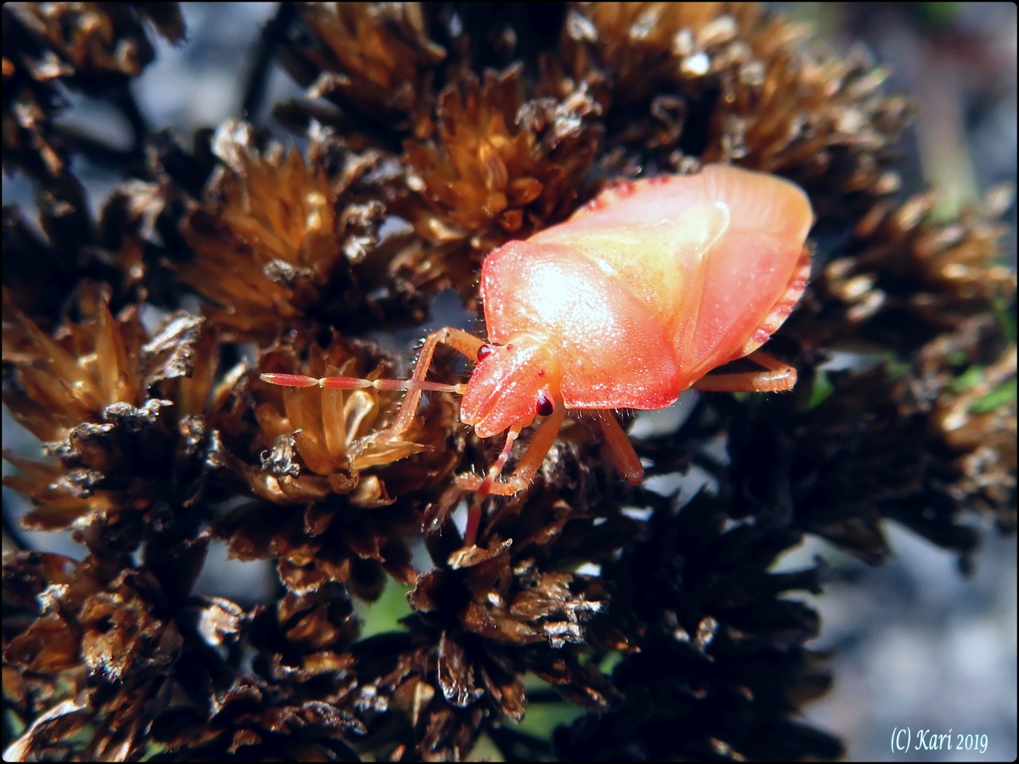 Valokuvaaja: Kari Saarinen