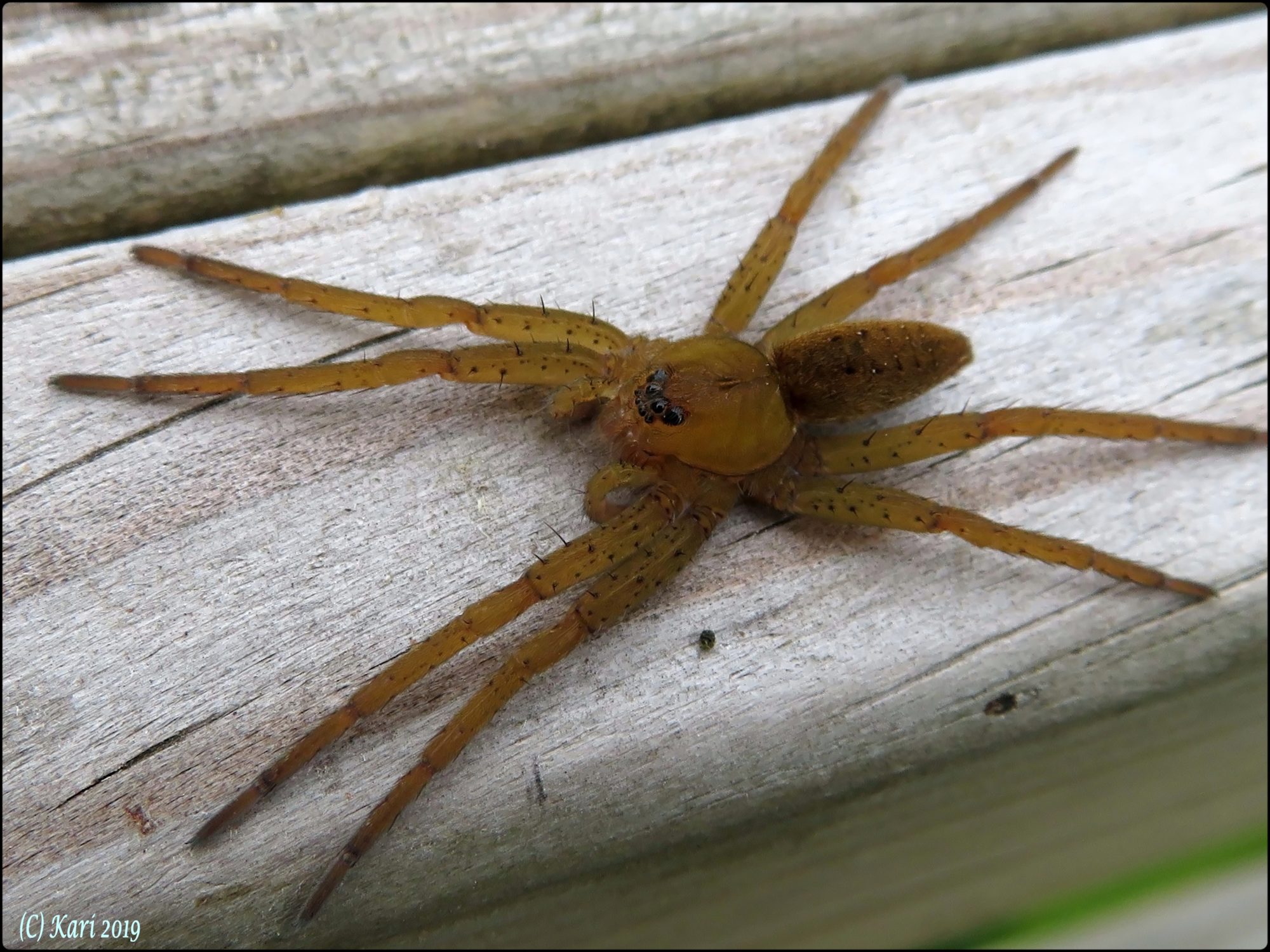 Valokuvaaja: Kari Saarinen