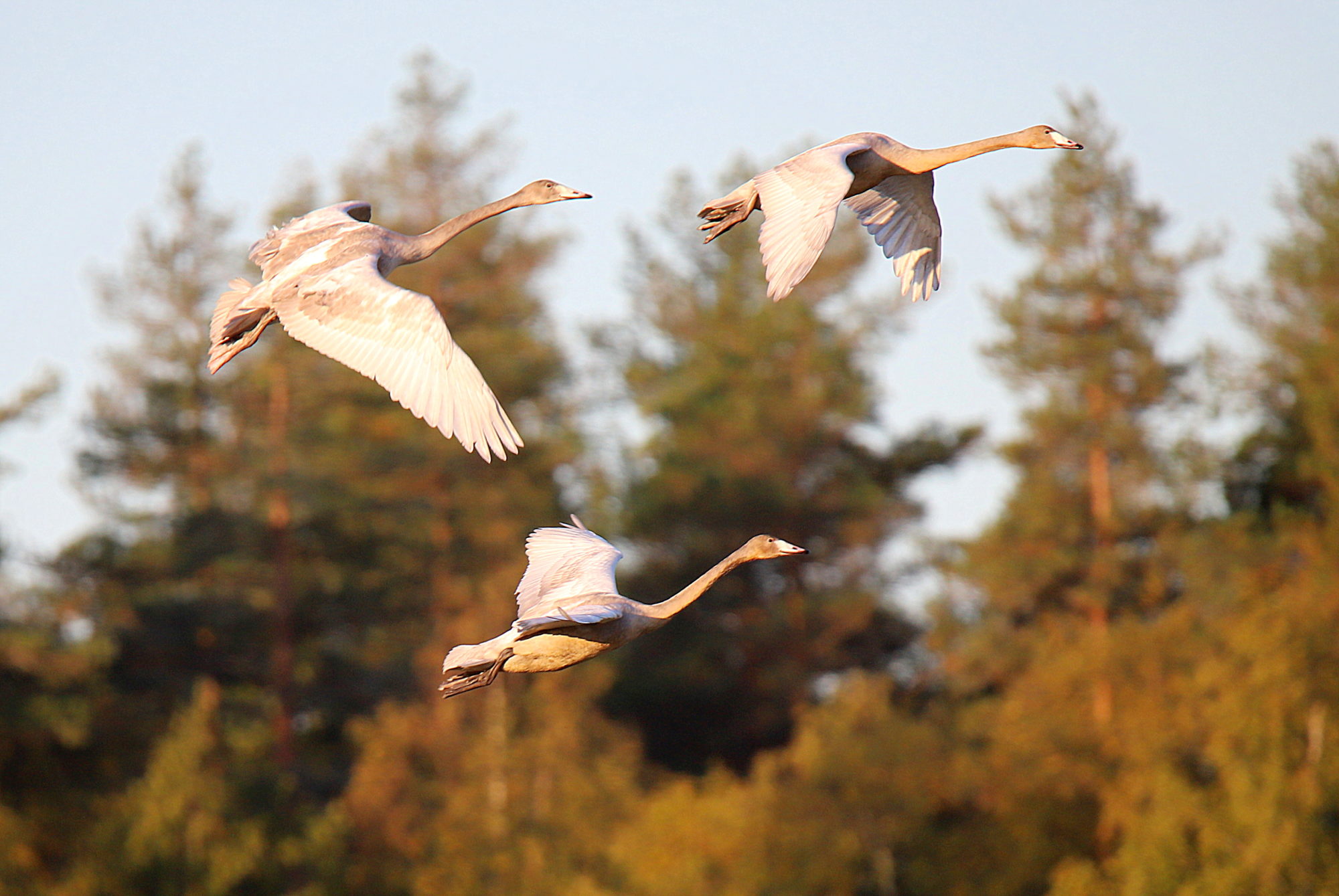 Valokuvaaja: sirpa jyske