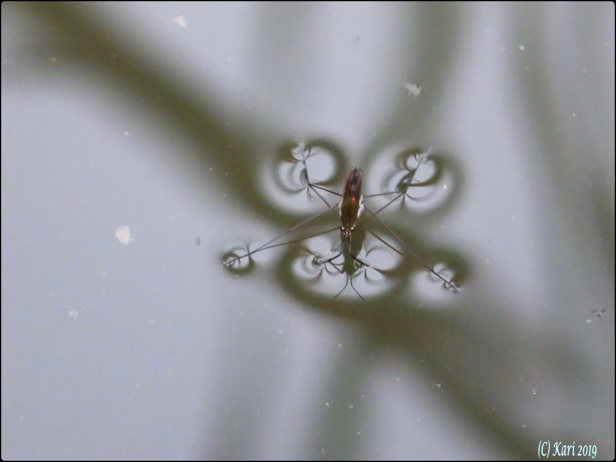 Valokuvaaja: Kari Saarinen