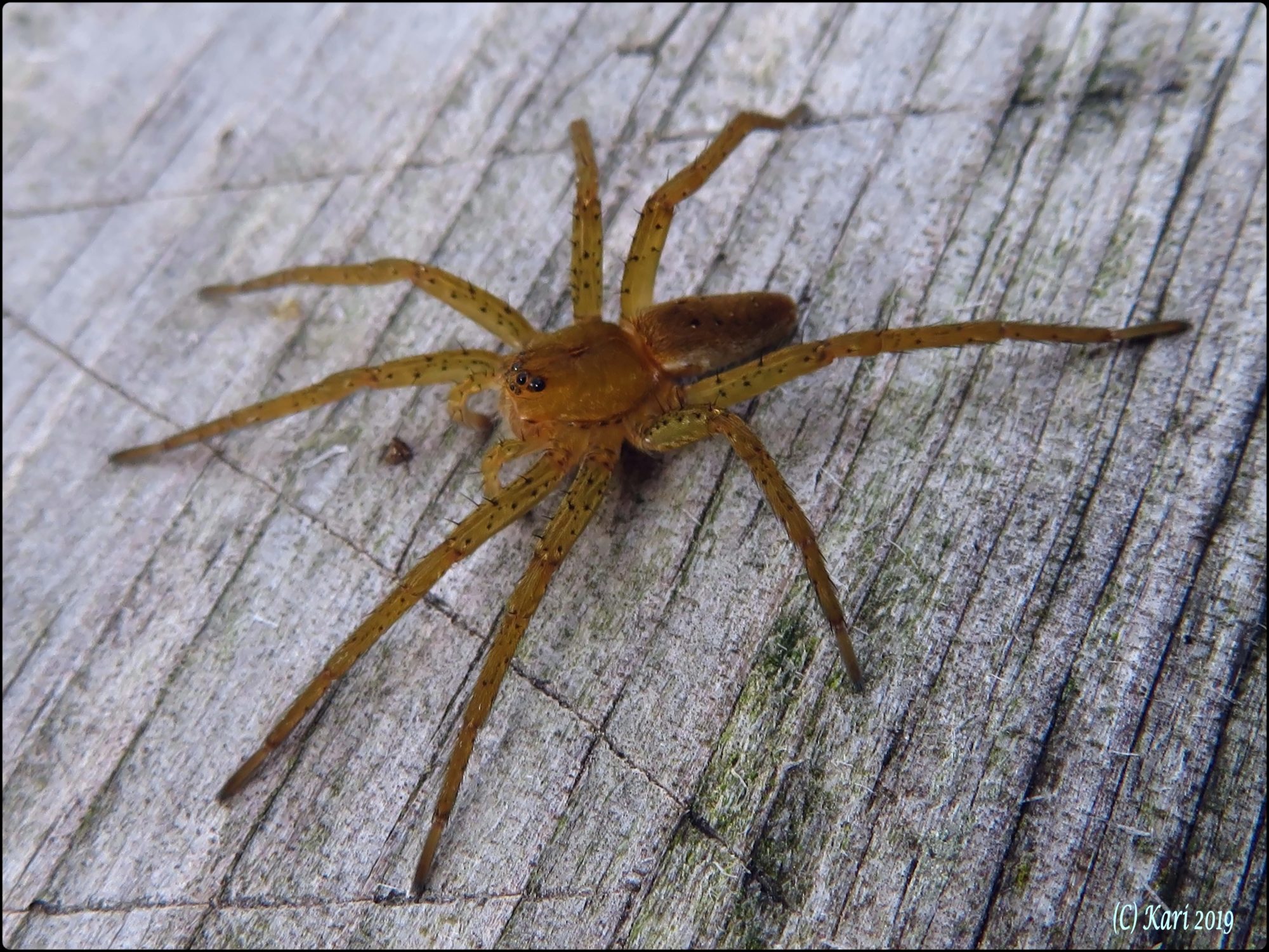 Valokuvaaja: Kari Saarinen