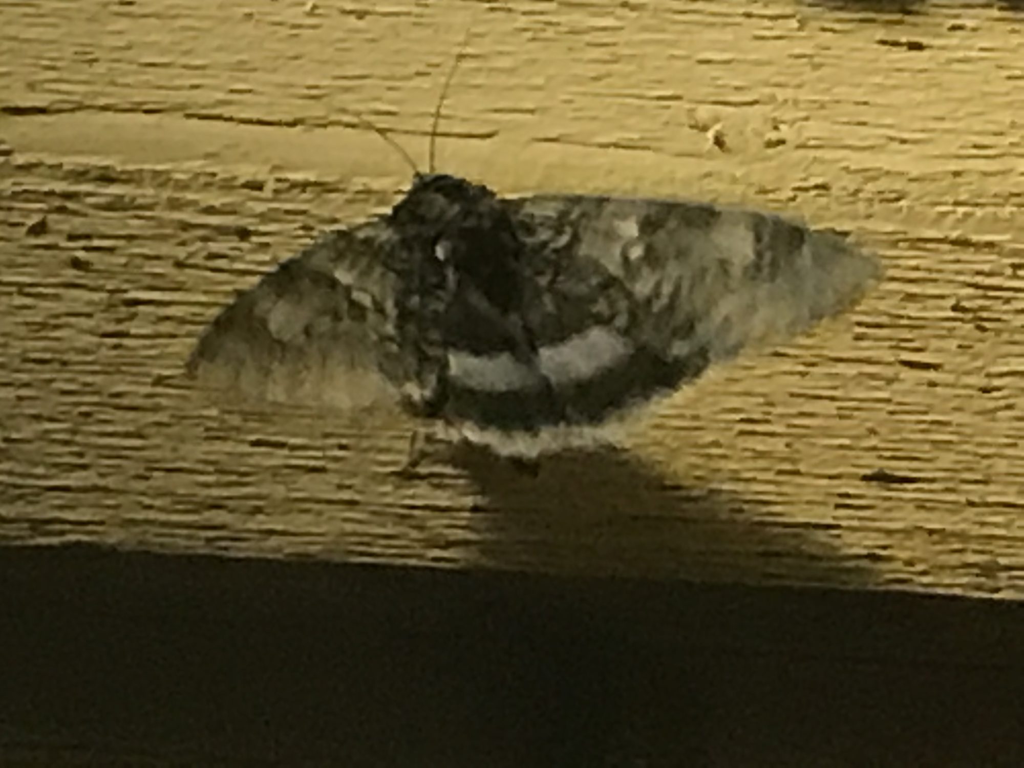 Valokuvaaja: Erja Sandberg